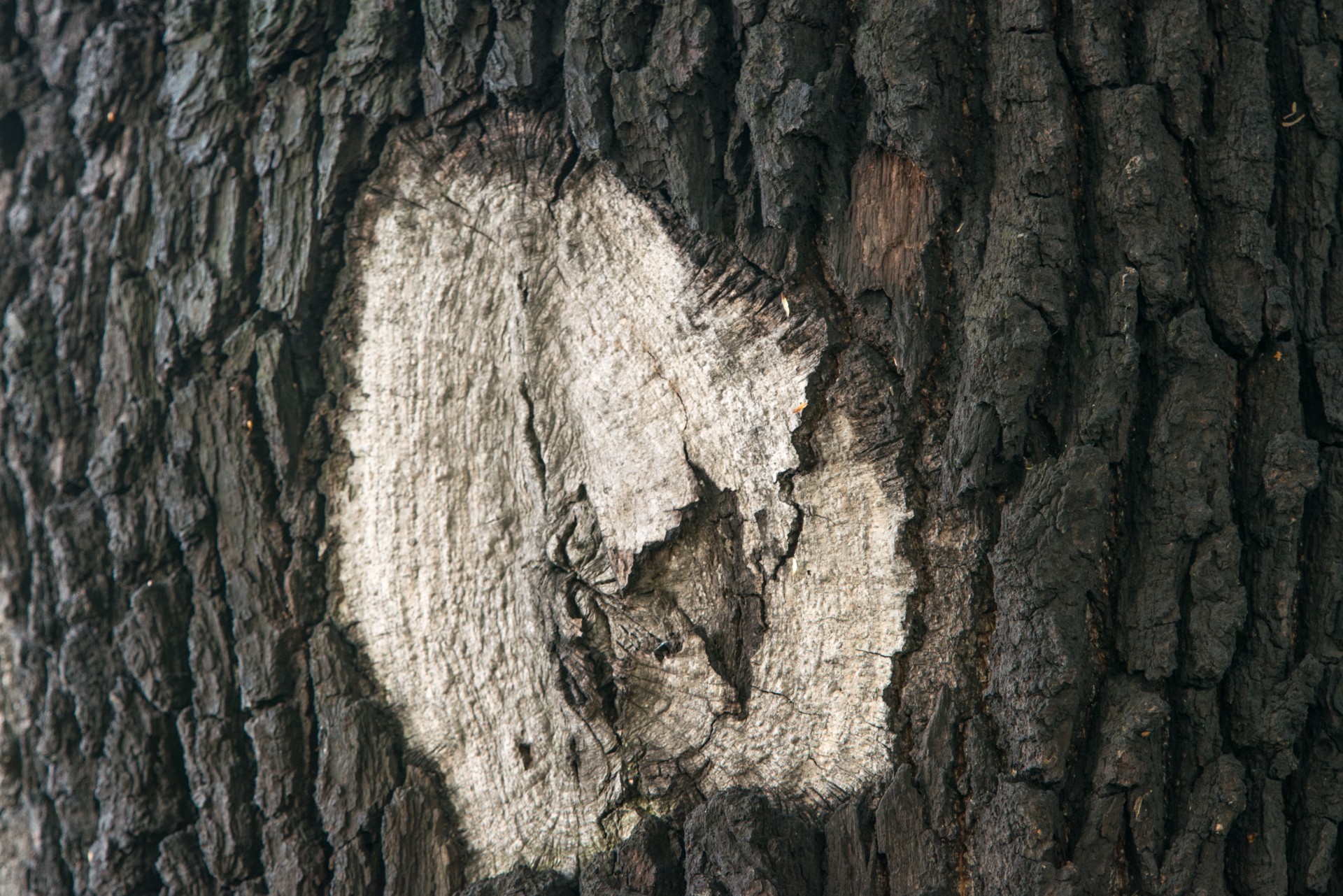 bark tree nature free photo