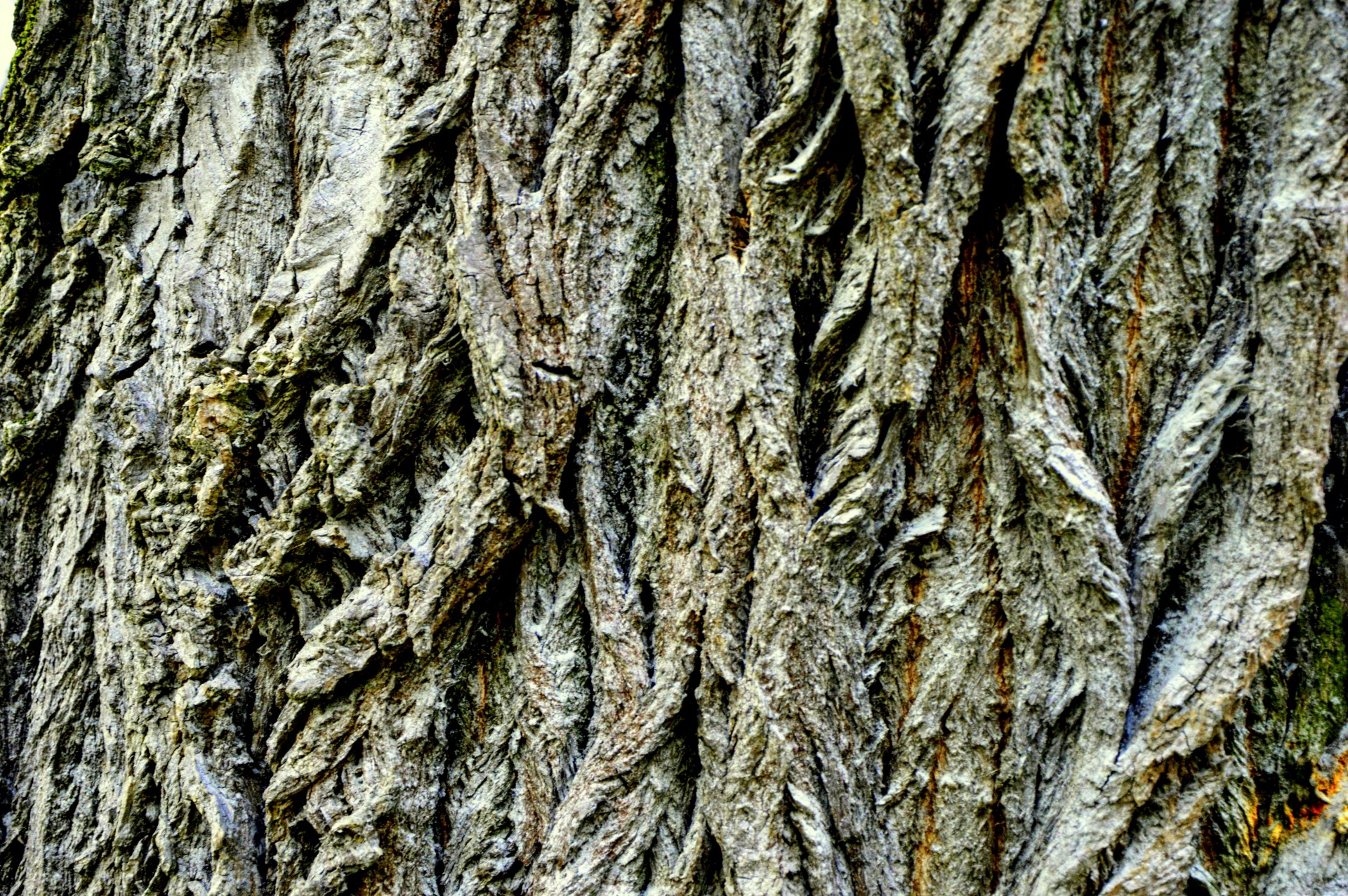 bark tree old free photo