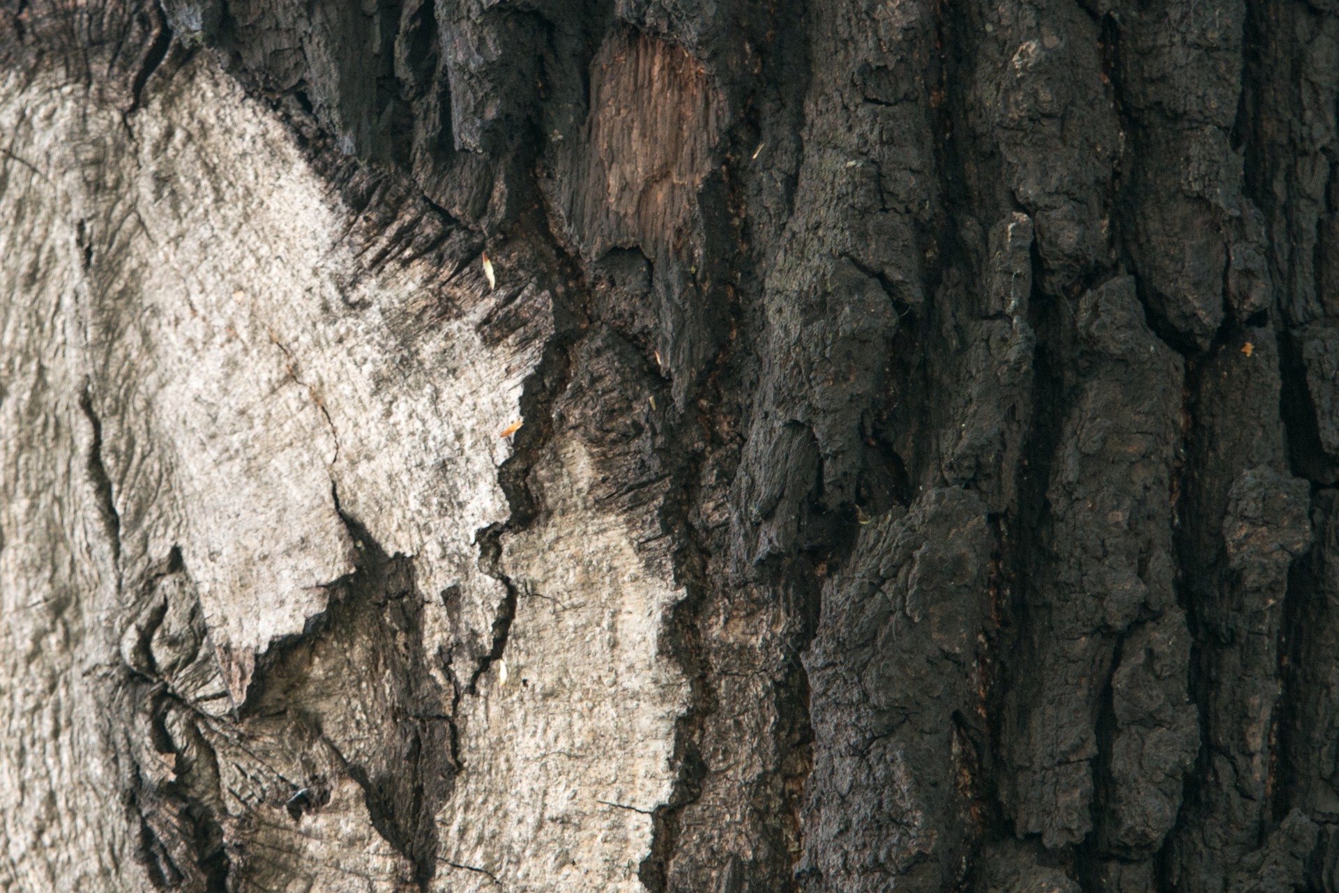 bark tree nature free photo