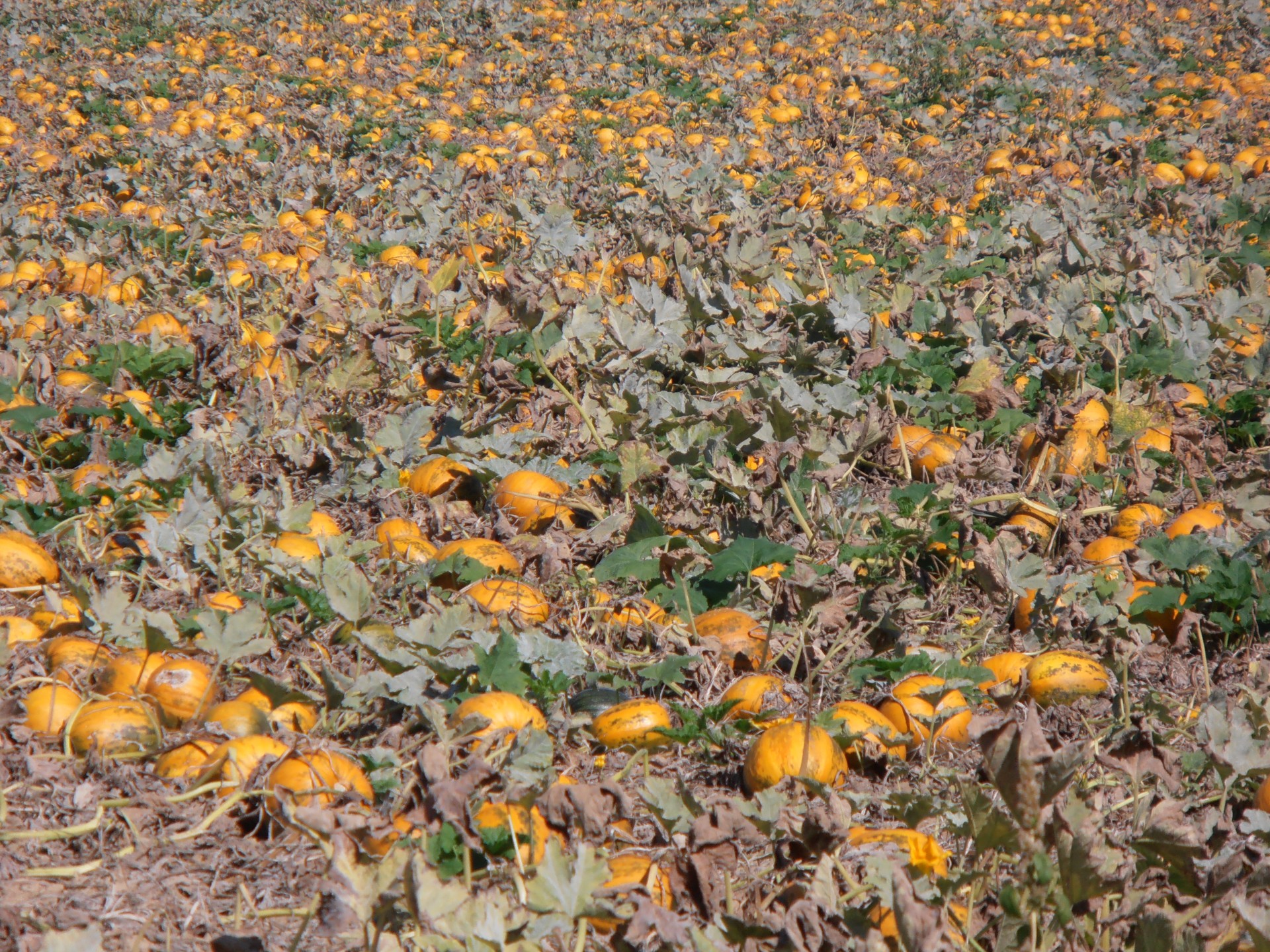 pumpkin field pumpkins free photo