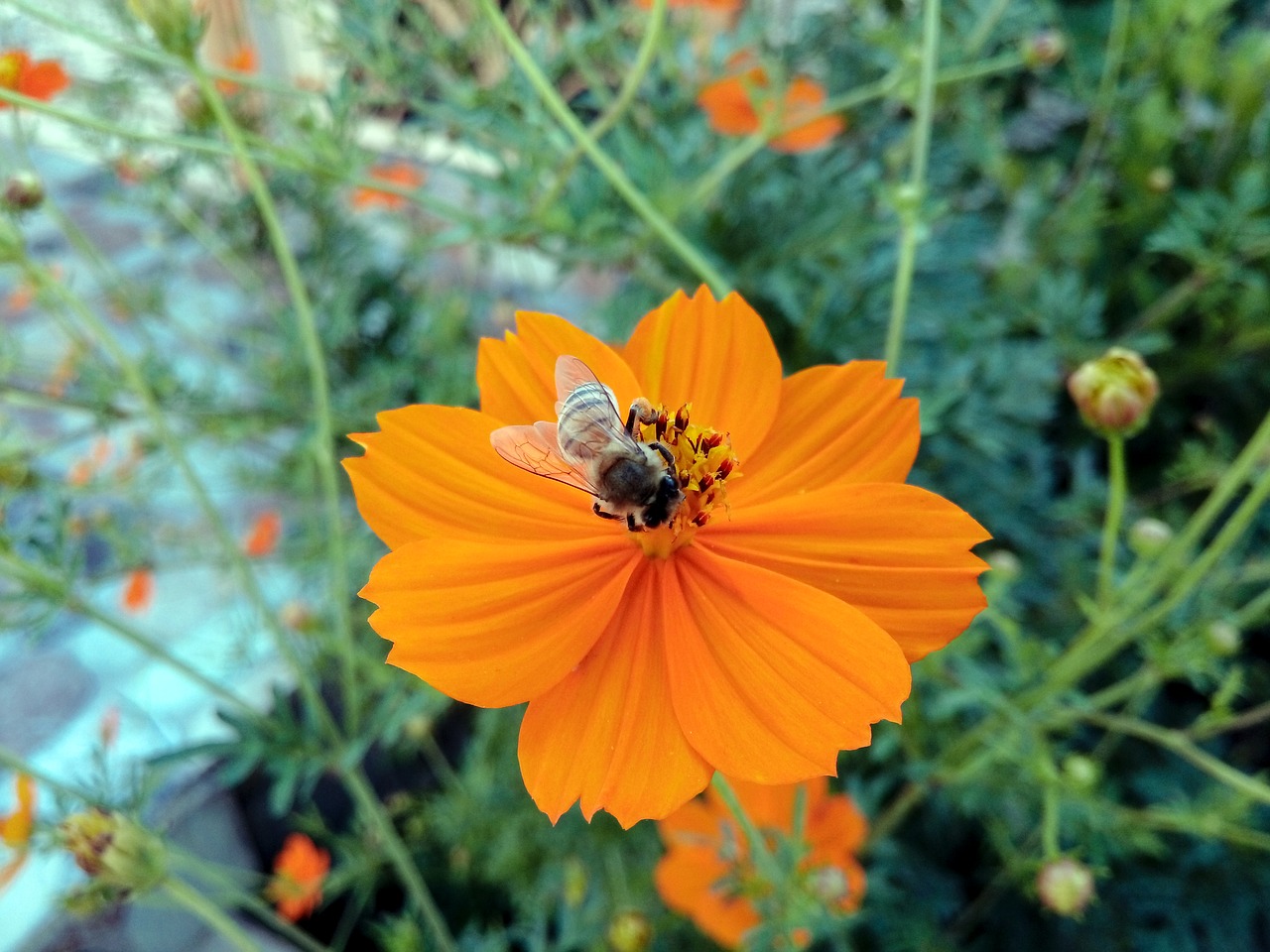 kurdistan bees bee free photo
