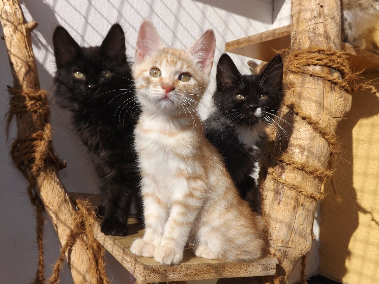 kurilian bobtail kittens black cat free photo