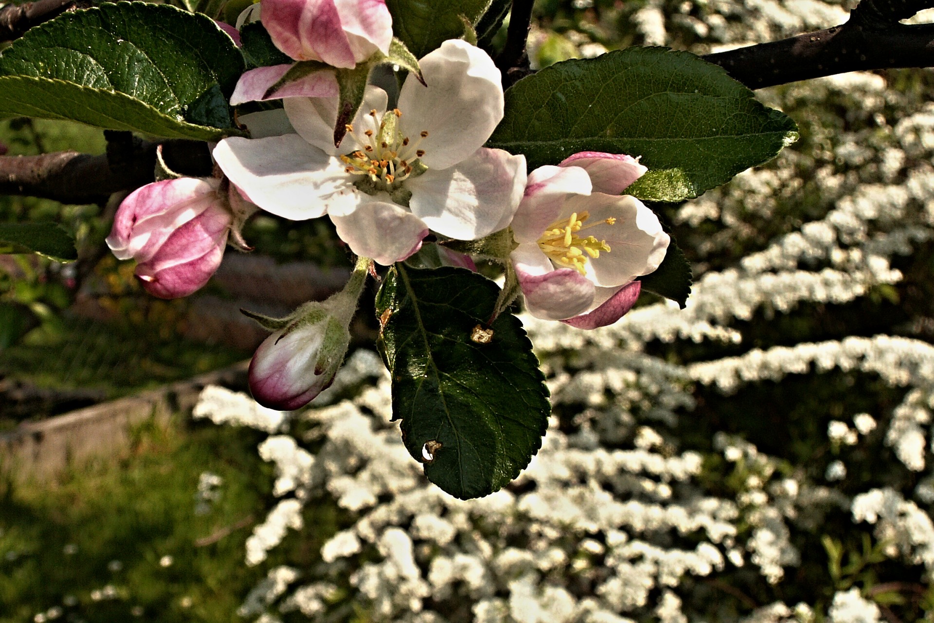 spring blossom apple trees free photo