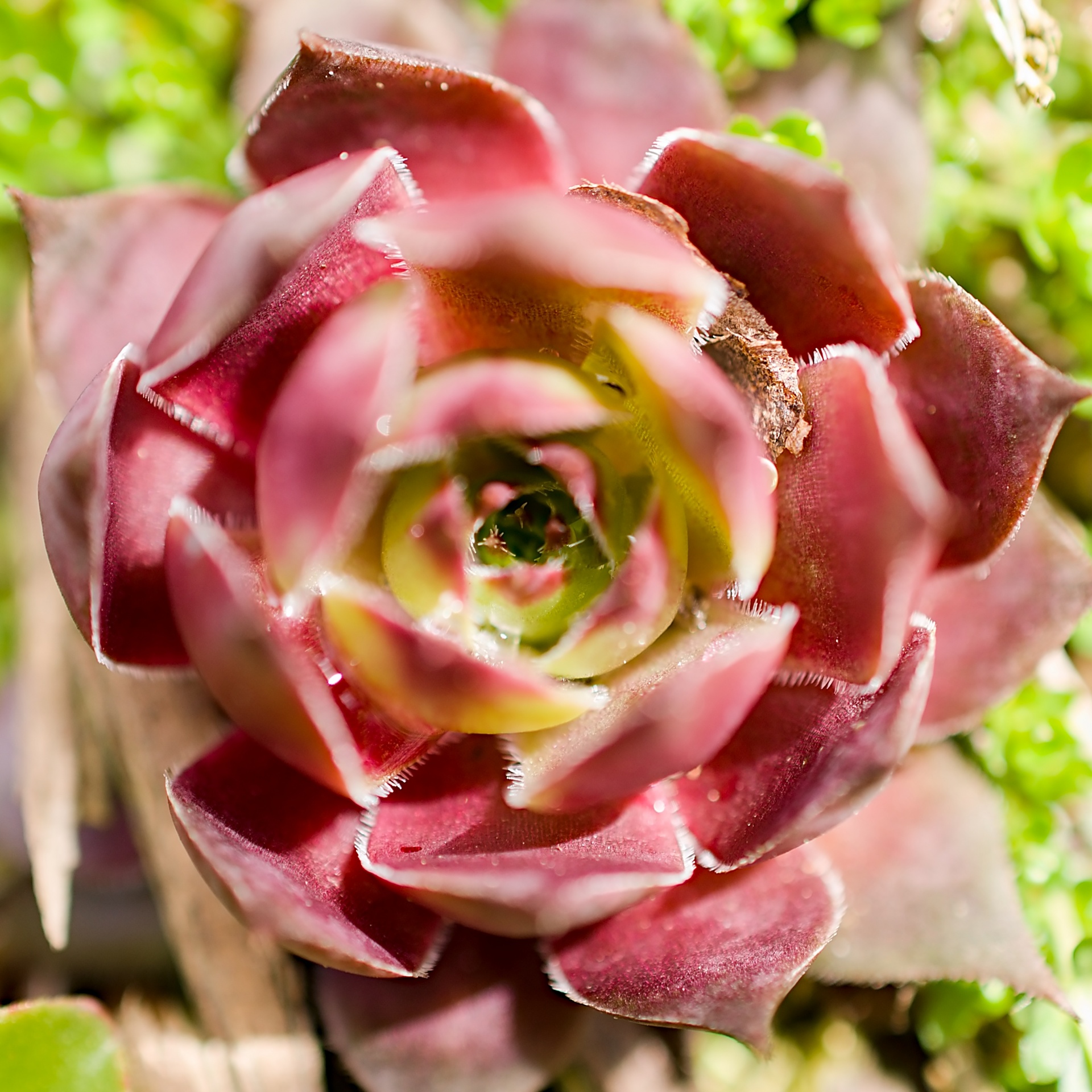 flower pink rock free photo