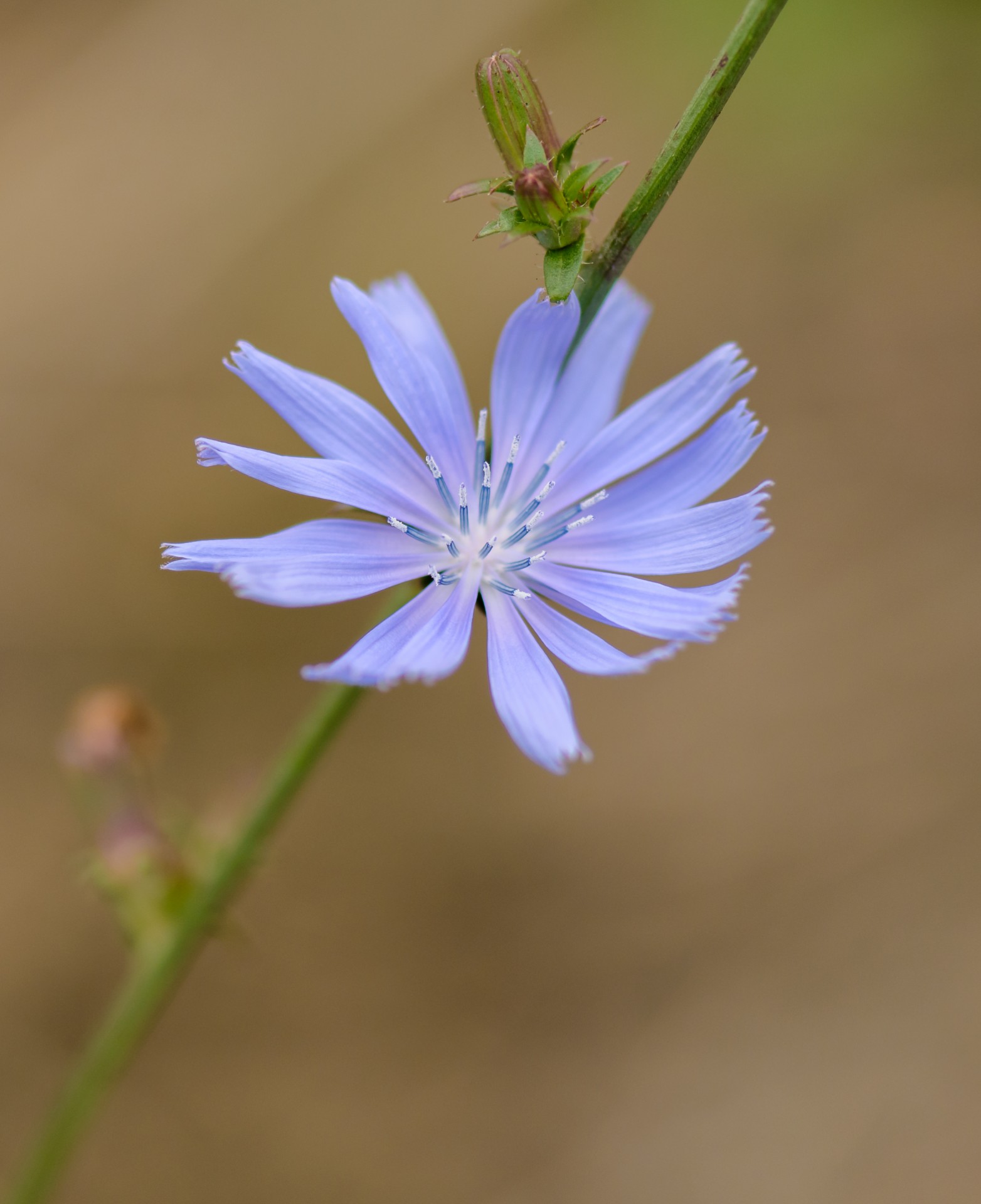 flower macro nature free photo