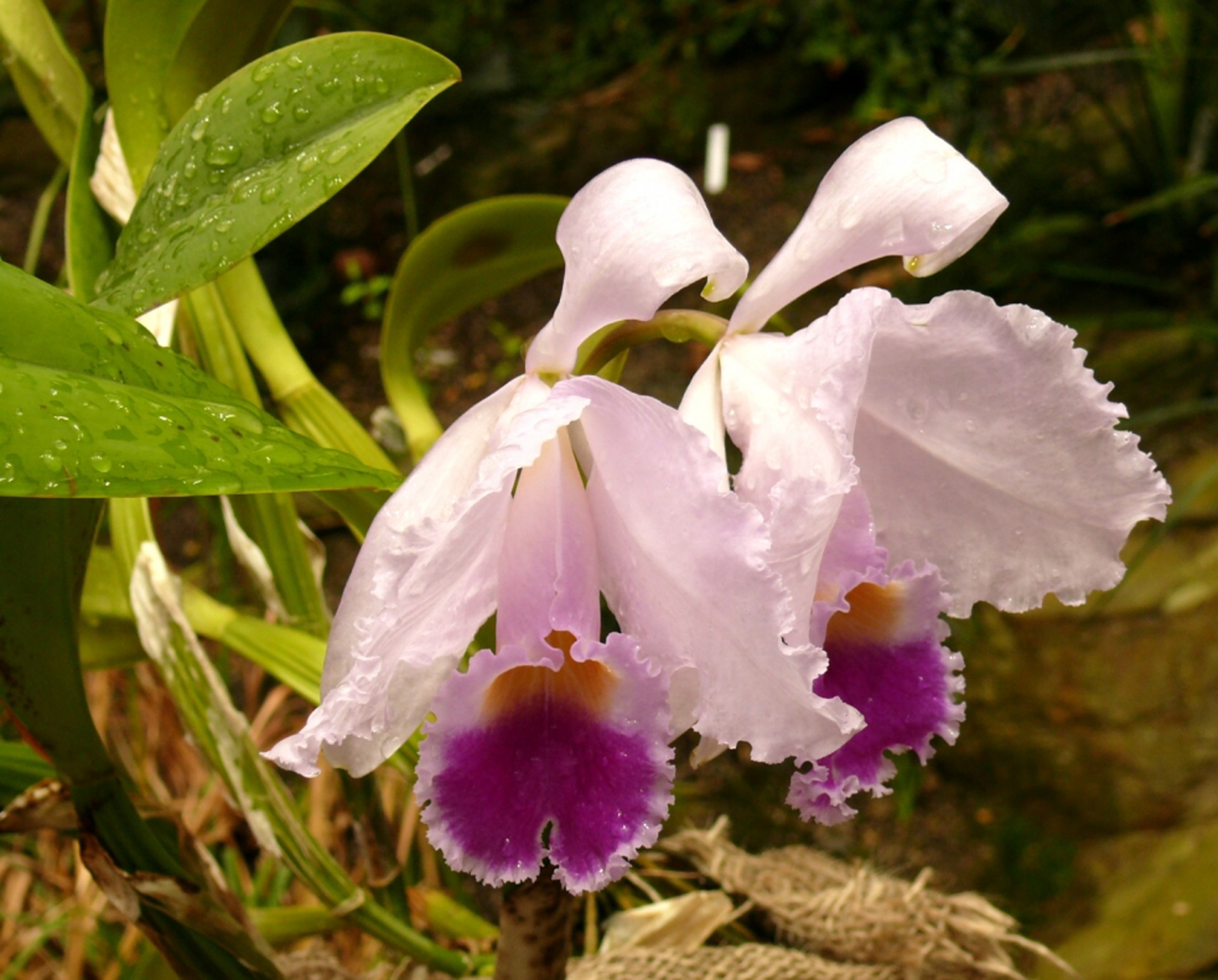 flowers leaves plant free photo