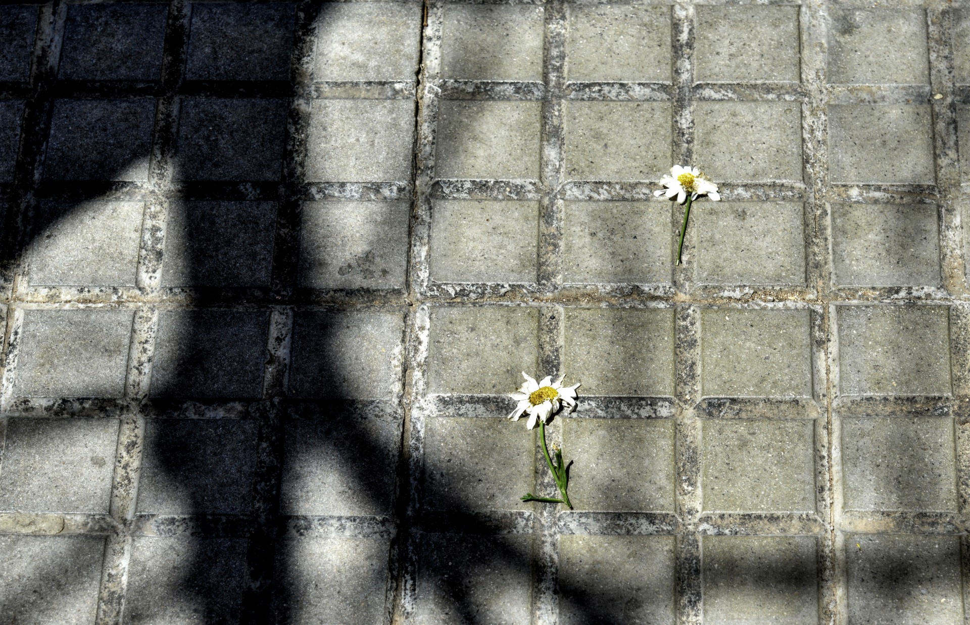 flowers pavement sidewalk free photo