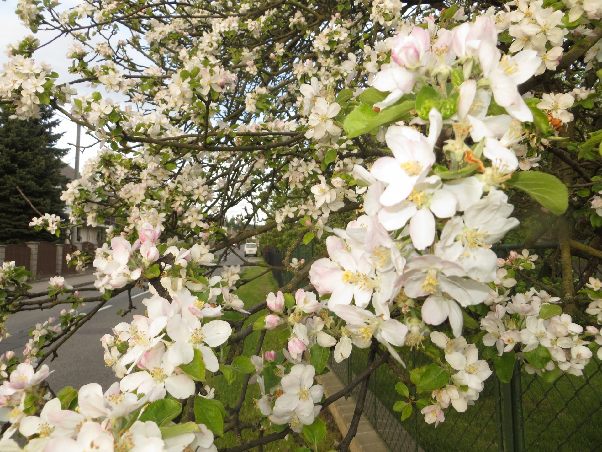 tree blossoms flowering apple tree free photo