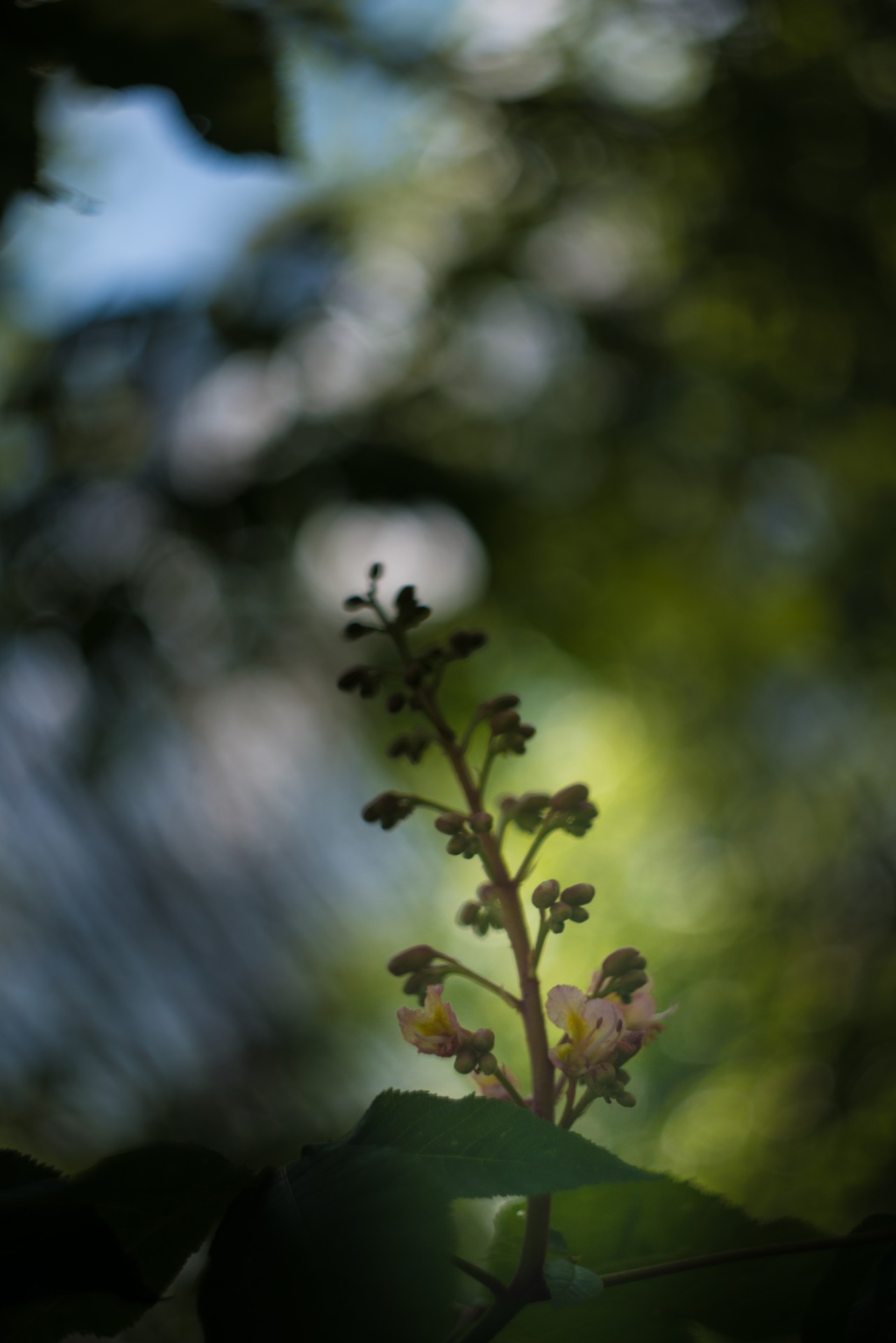 plant flower tree free photo