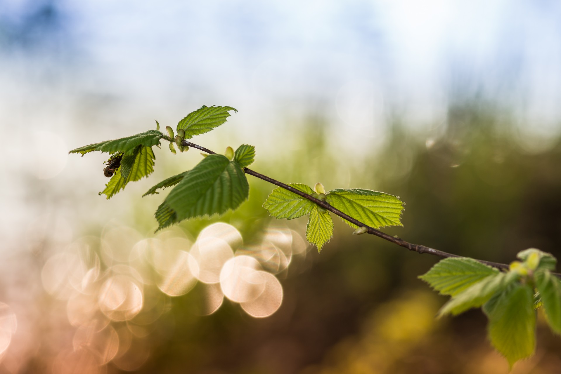 spring flower bokeh free photo