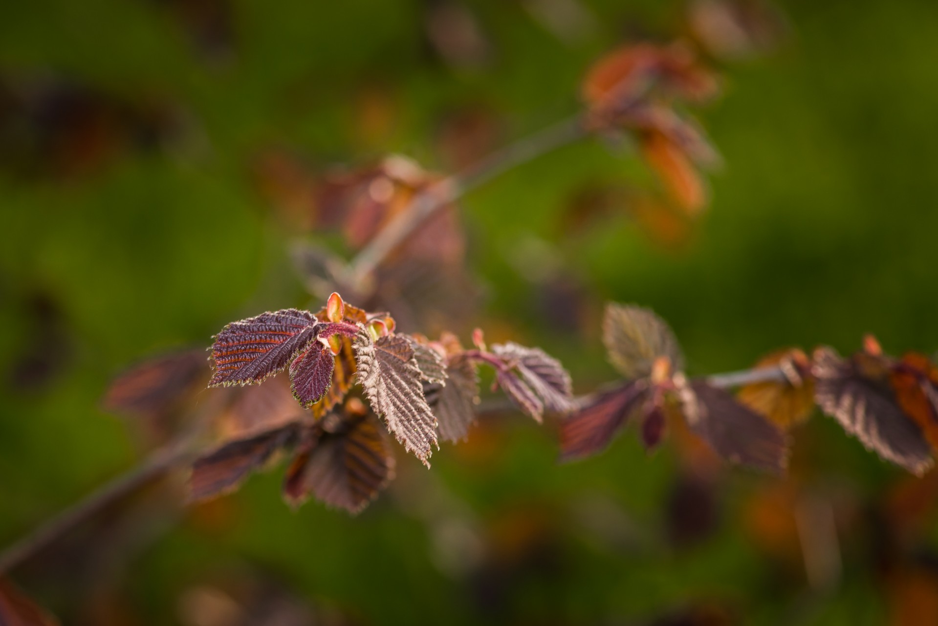 spring flower bokeh free photo