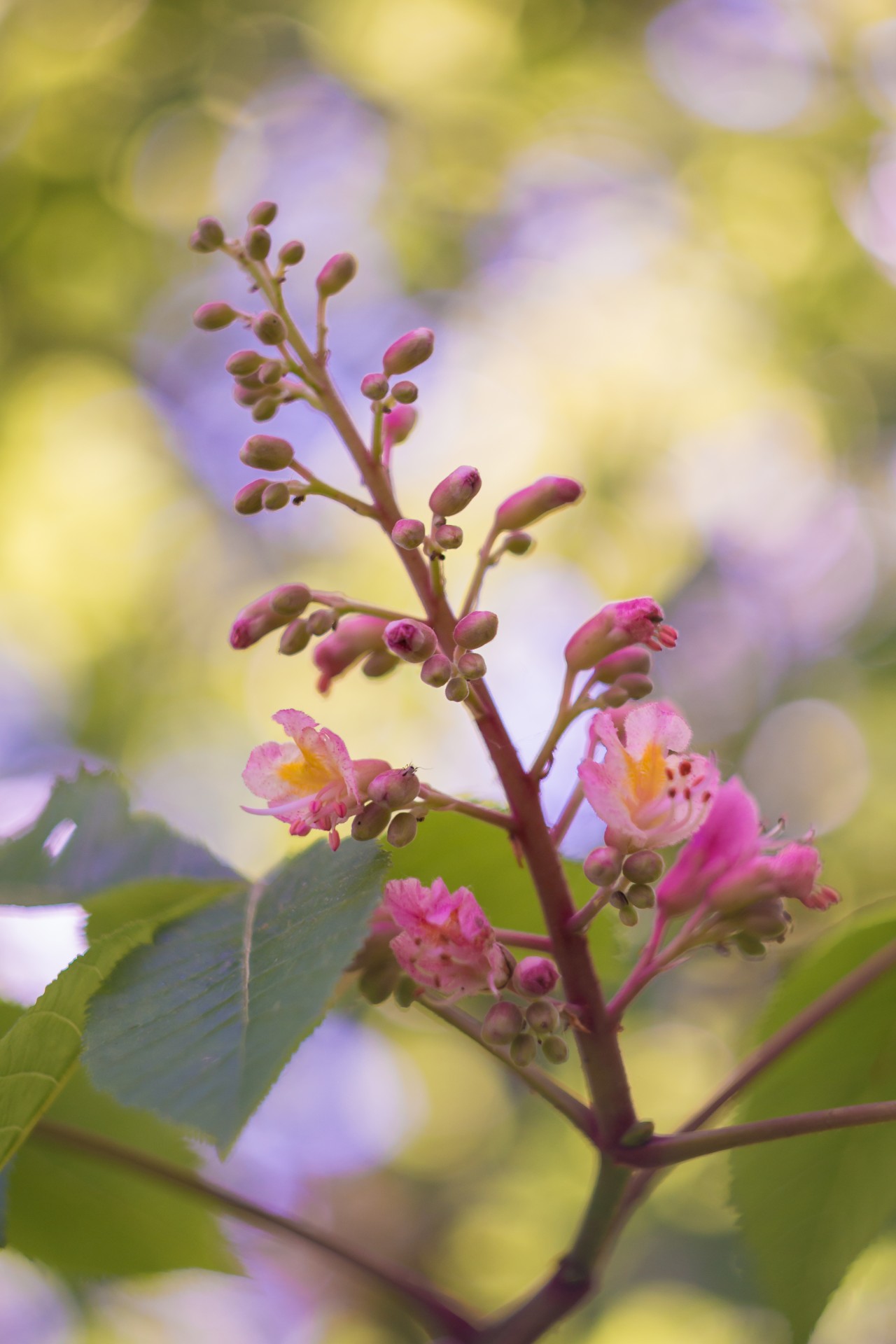 spring flowers leaves free photo