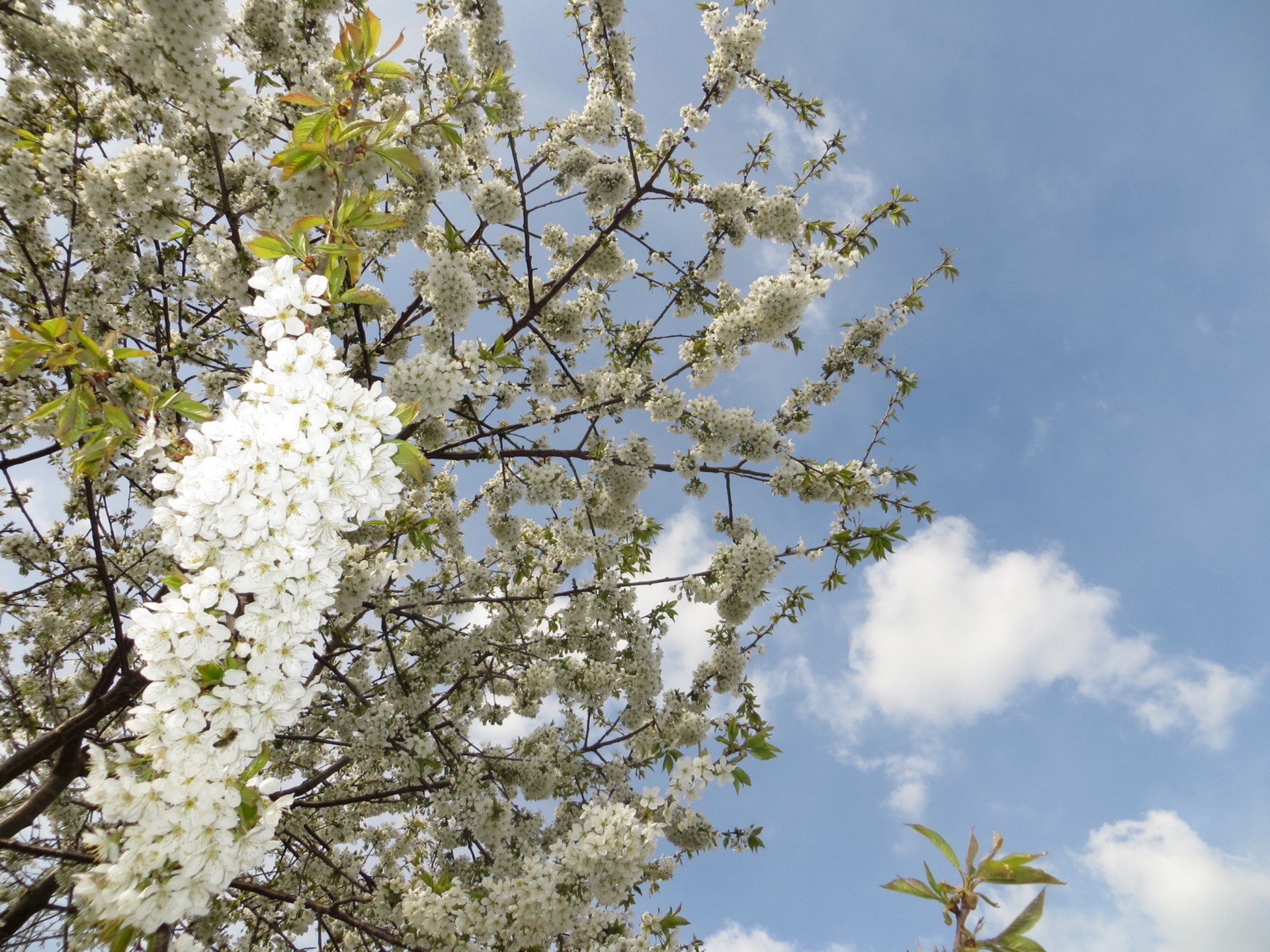 spring cherry blossoms free photo