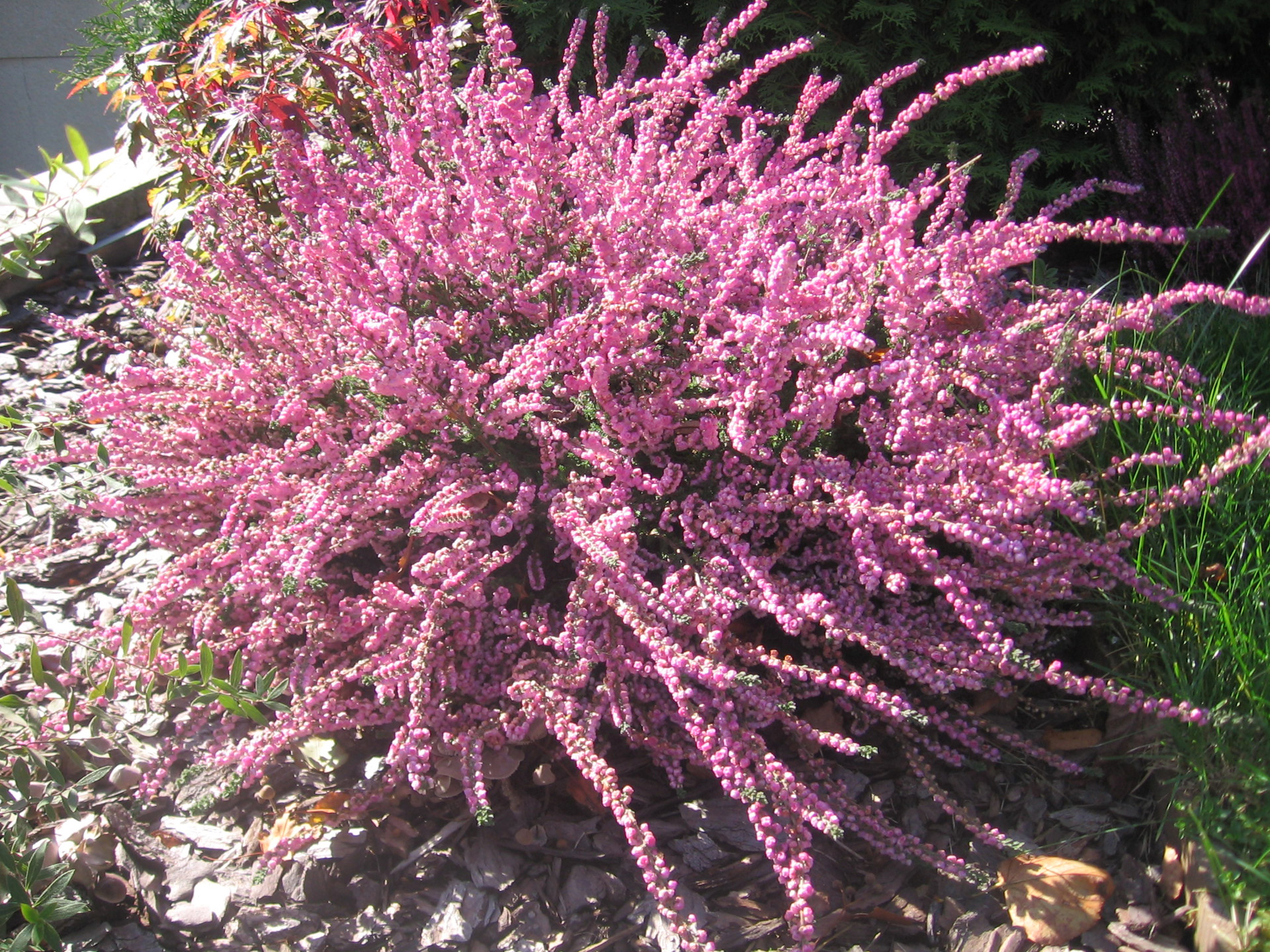 autumn flowers blooming heather free photo