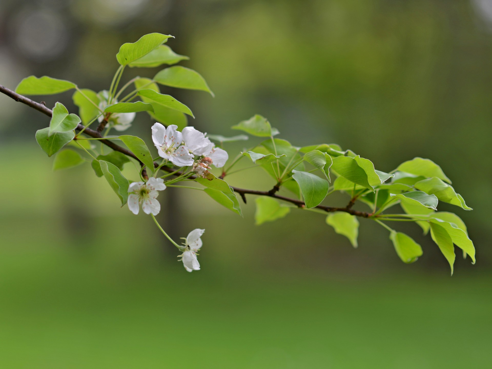 flowers leaves branches free photo