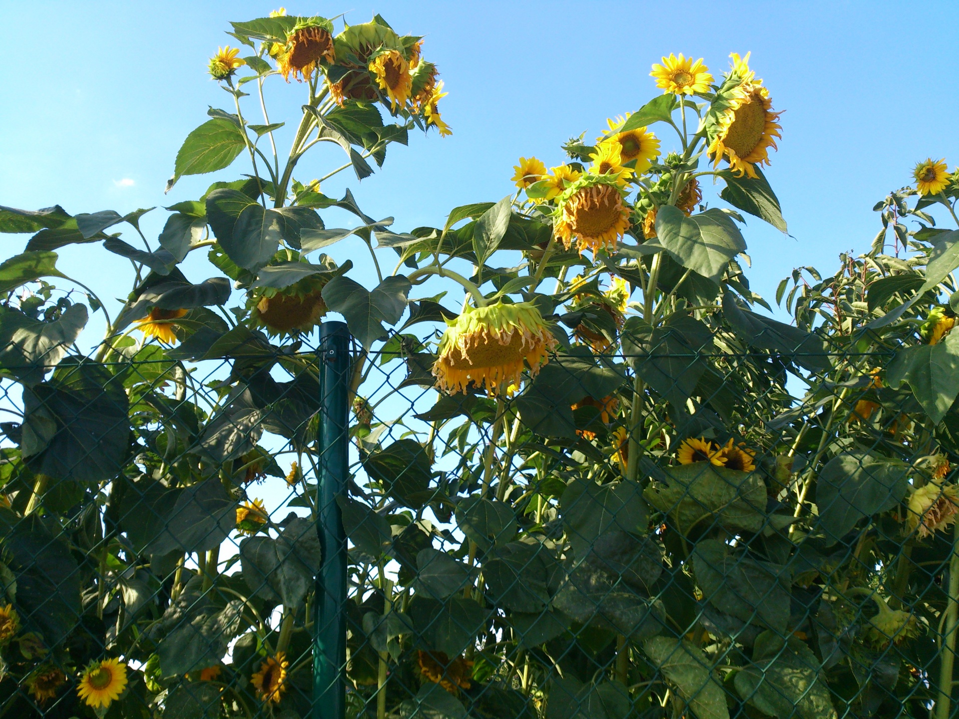 sunflower flower flowers free photo