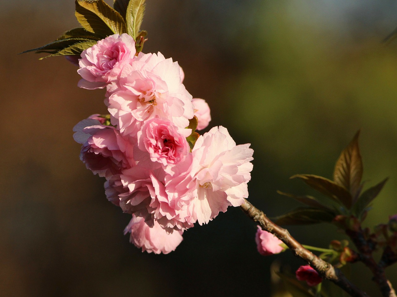 kwanzan cherry blossoms flowering tree pink flowers free photo