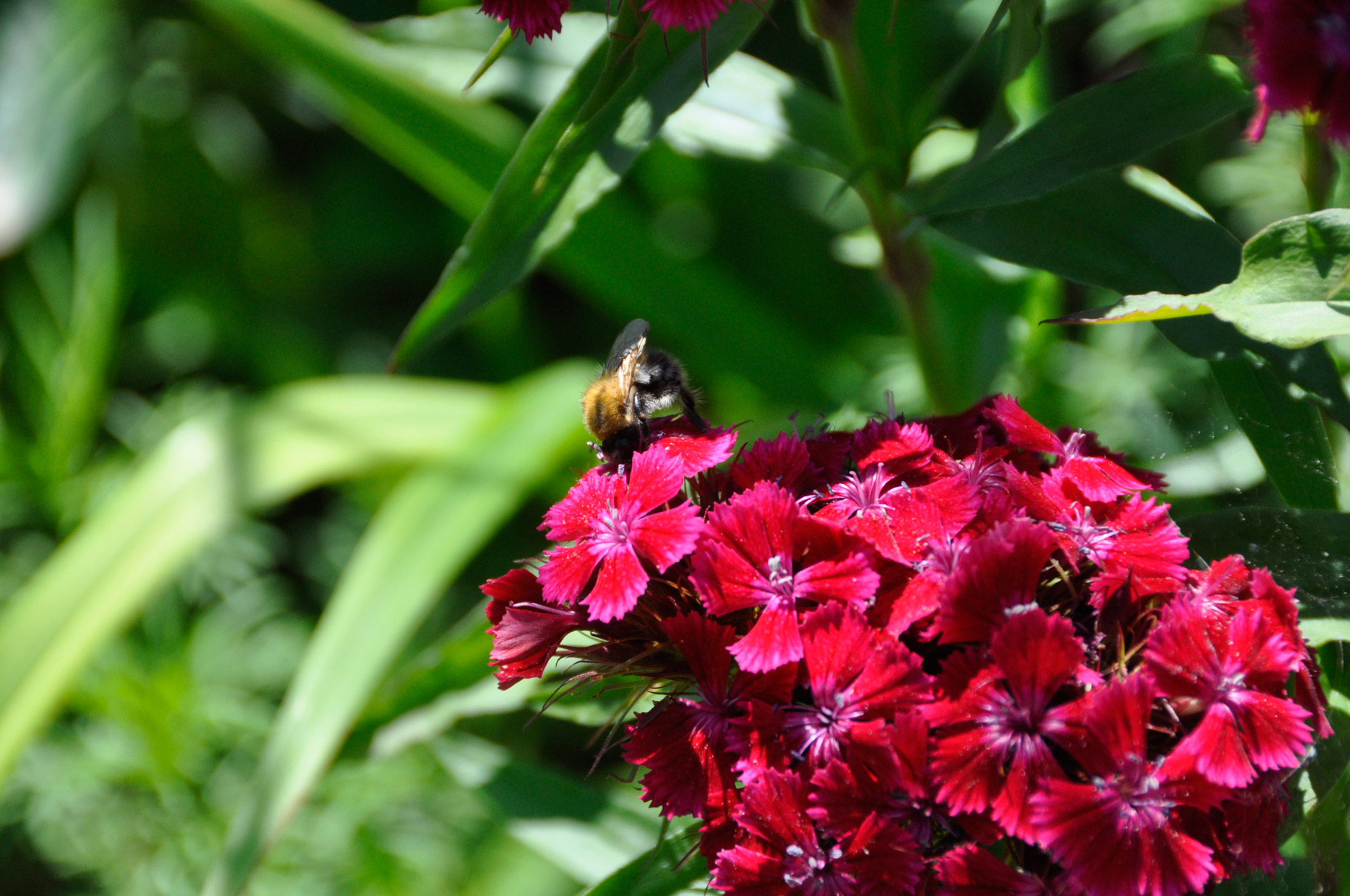 flower bee nectar free photo