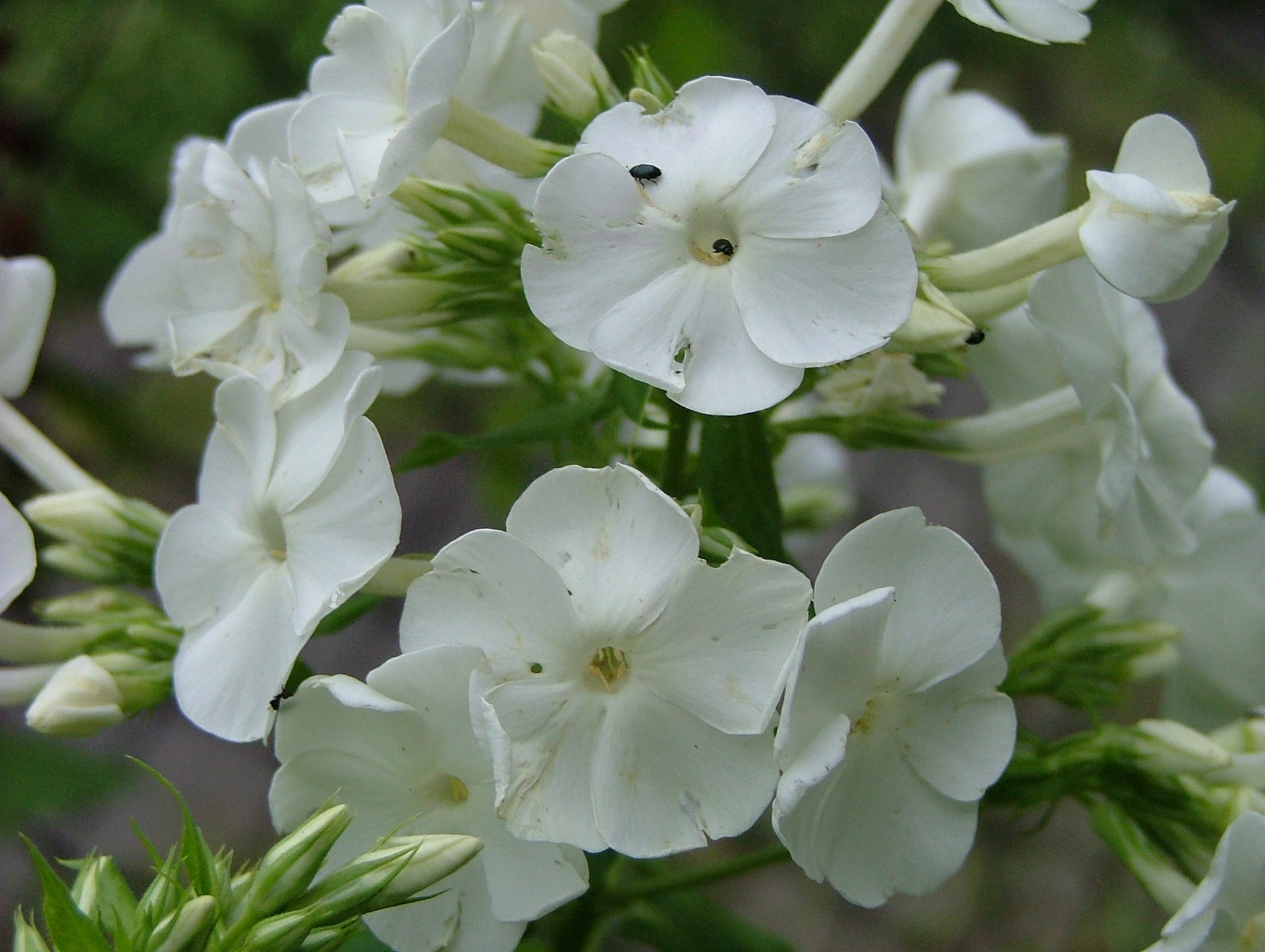 blossom flower bugs free photo