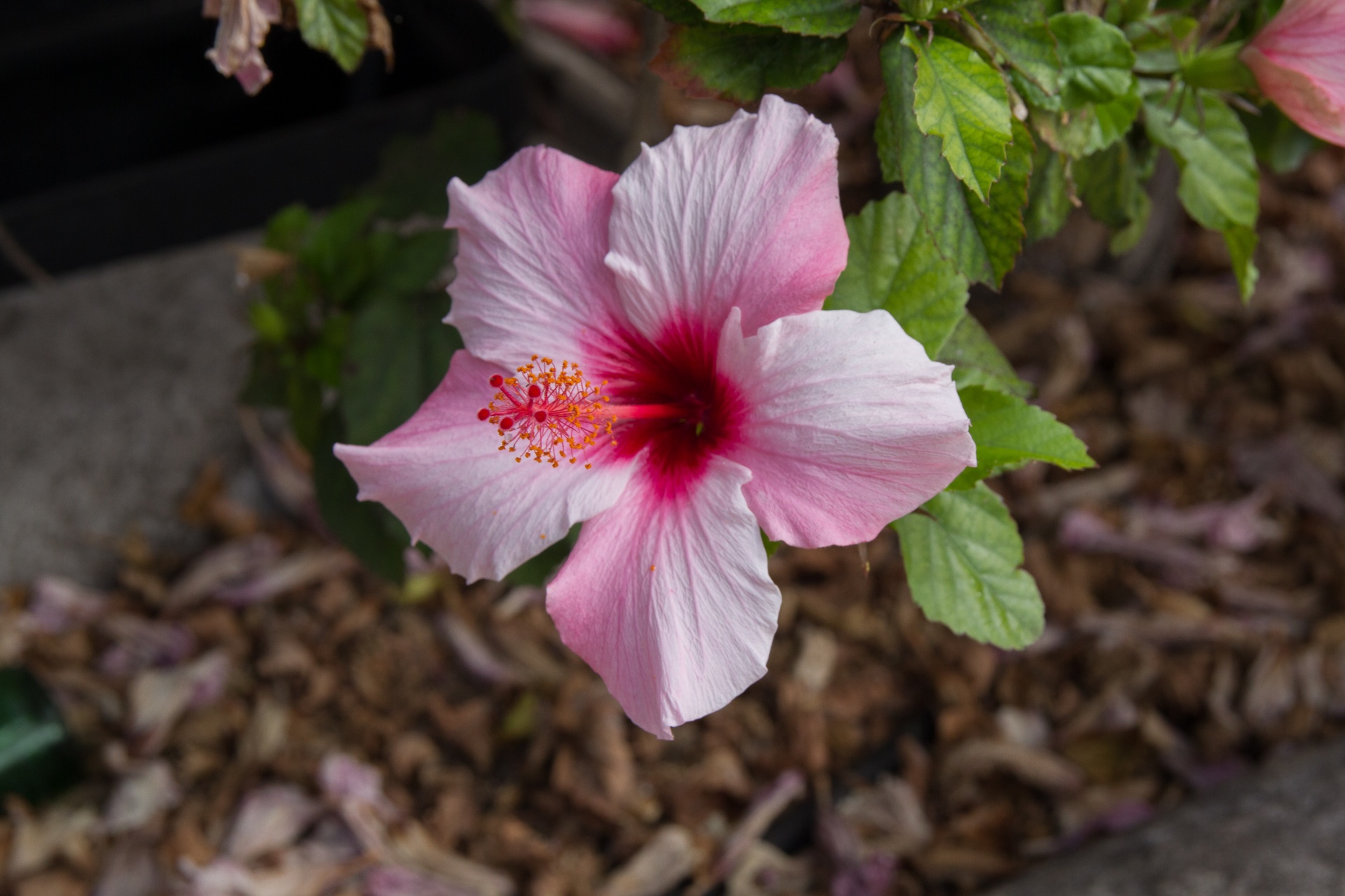 flowers botanical garden park free photo