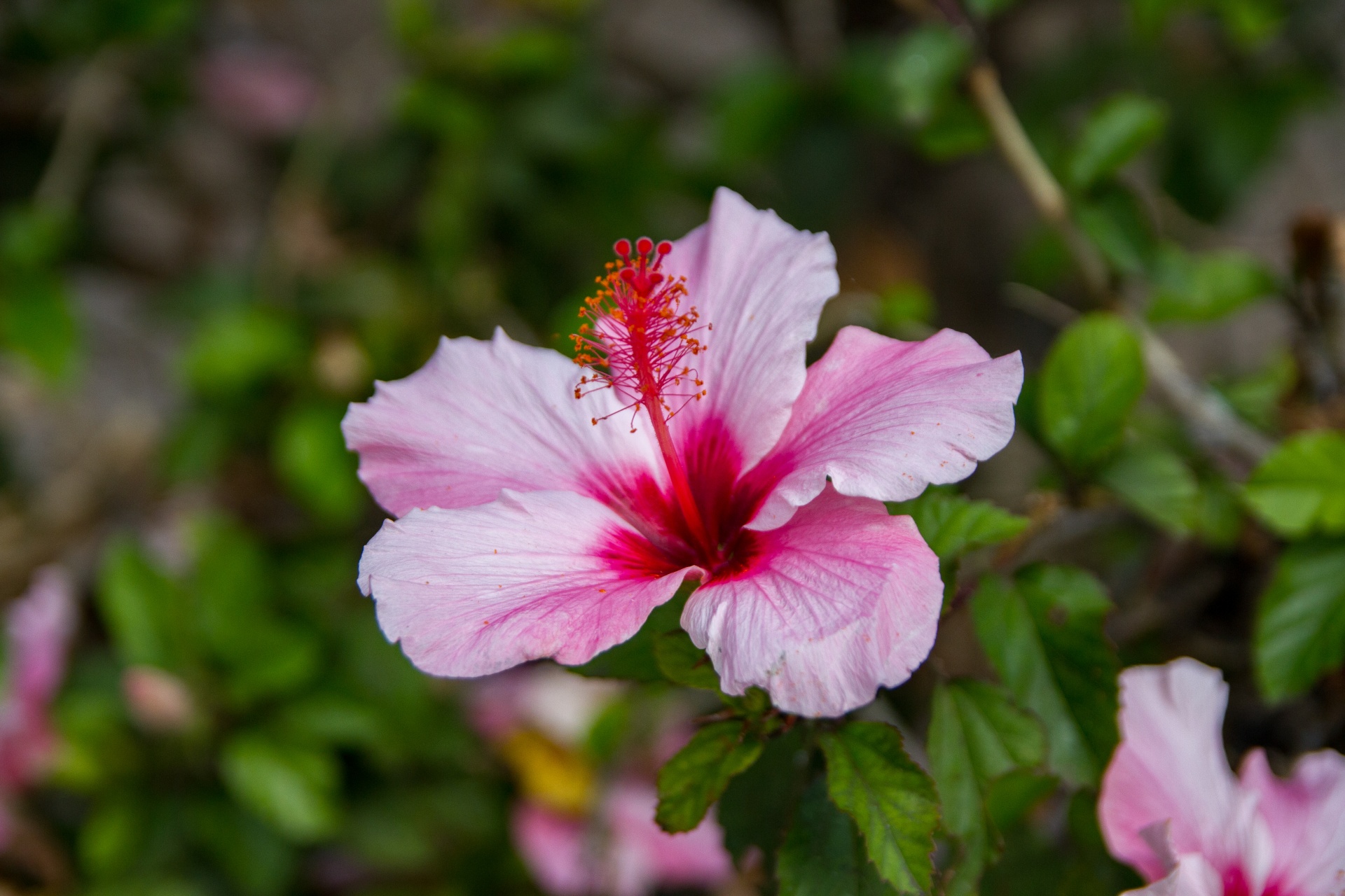 flowers botanical garden park free photo