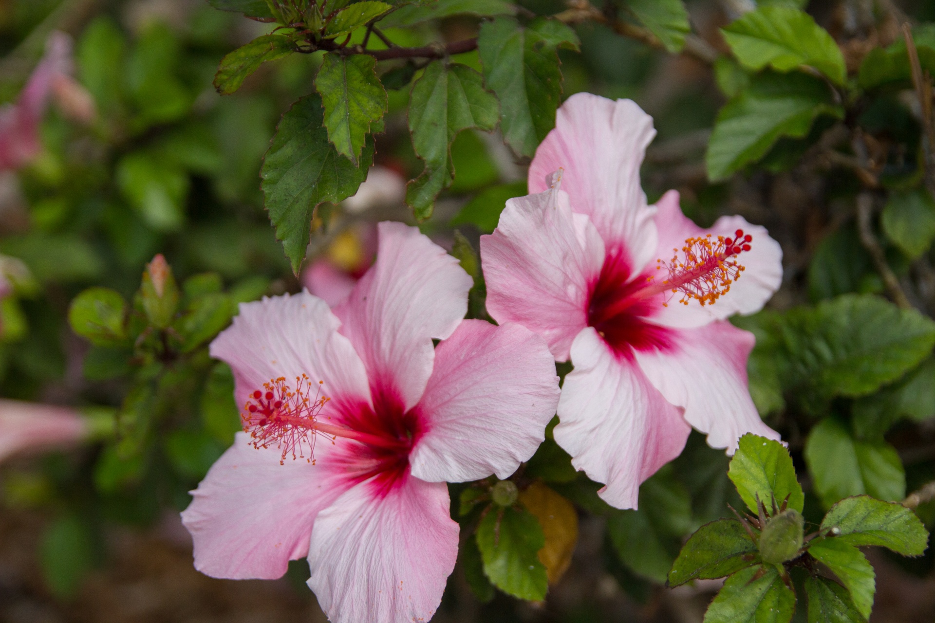 flowers botanical garden park free photo