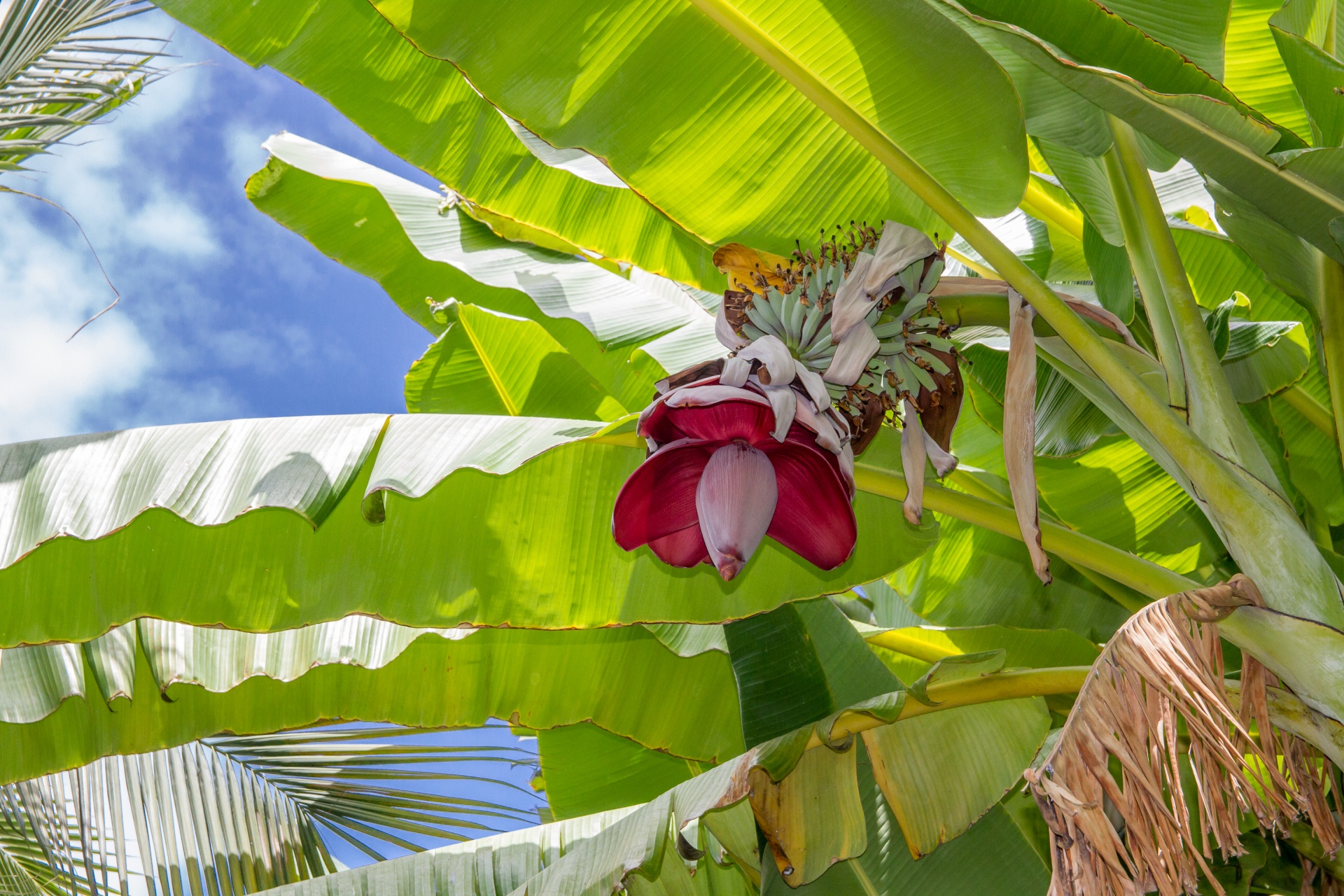 banana flower banana flower free photo