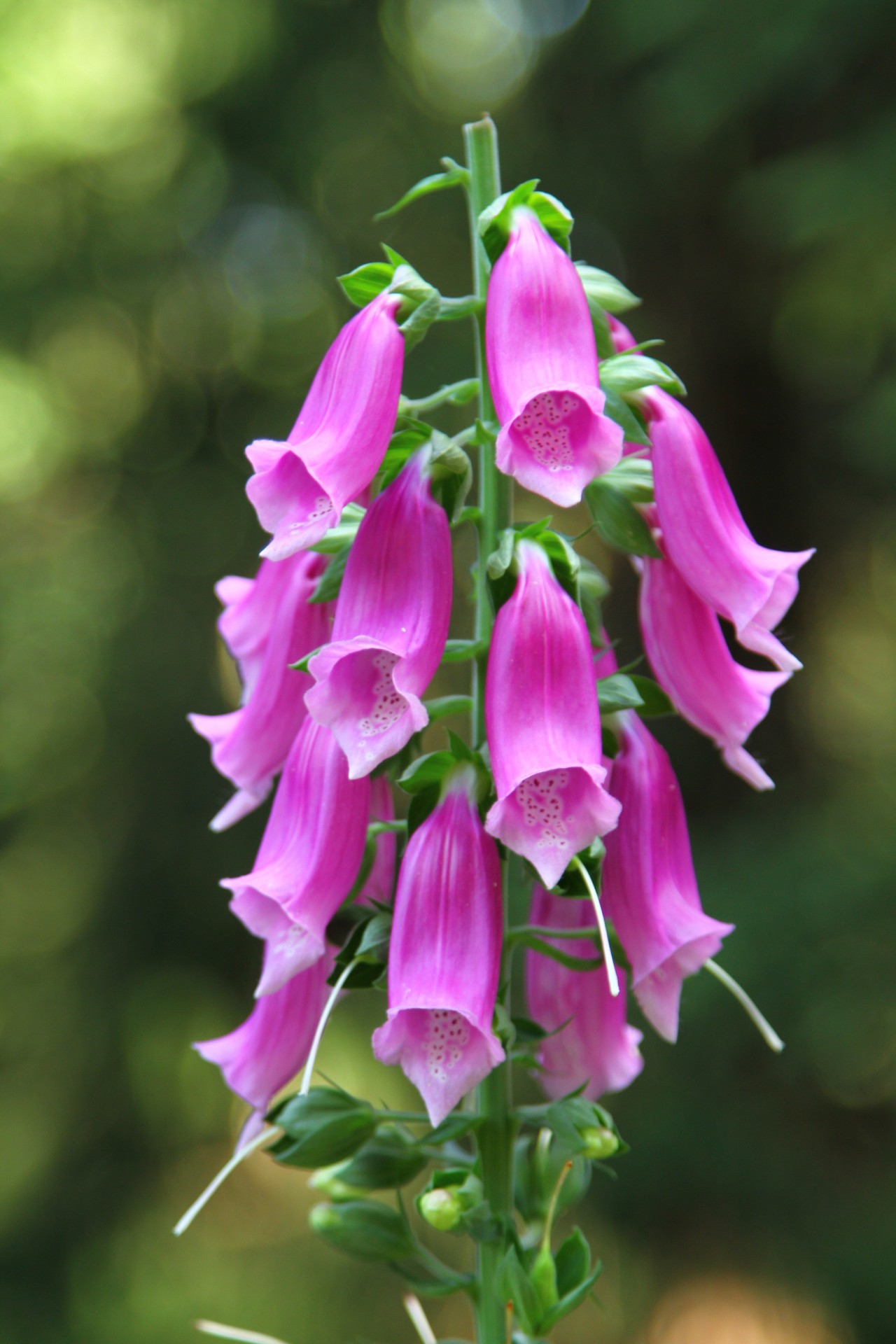 flower flowers mountains free photo