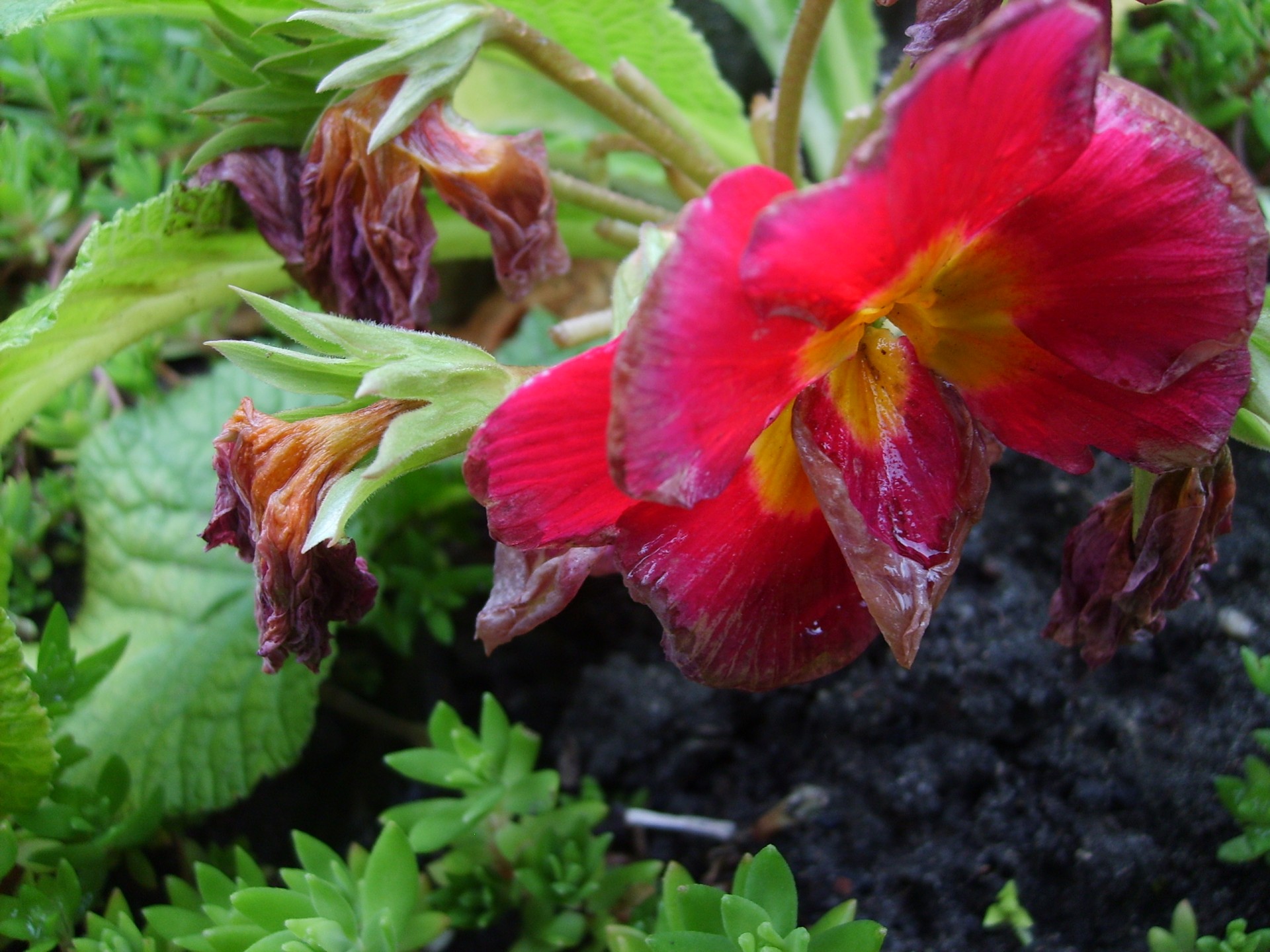 rain flowers flower free photo