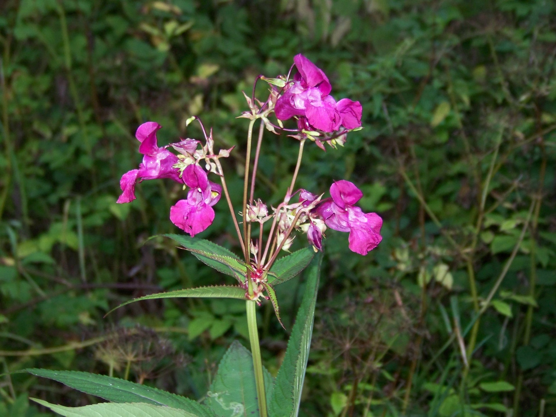 flower flowers nature free photo