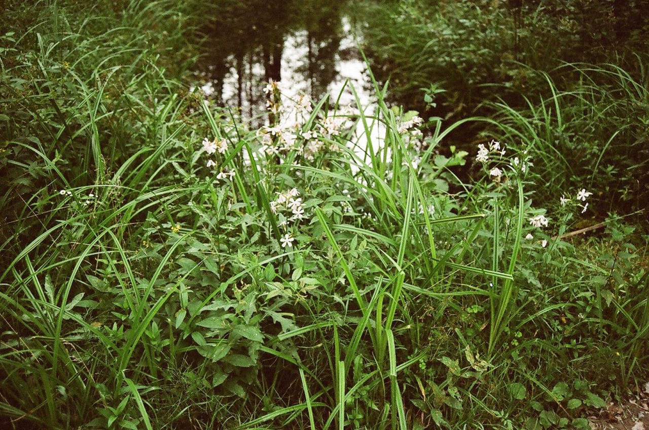 flower water forest free photo