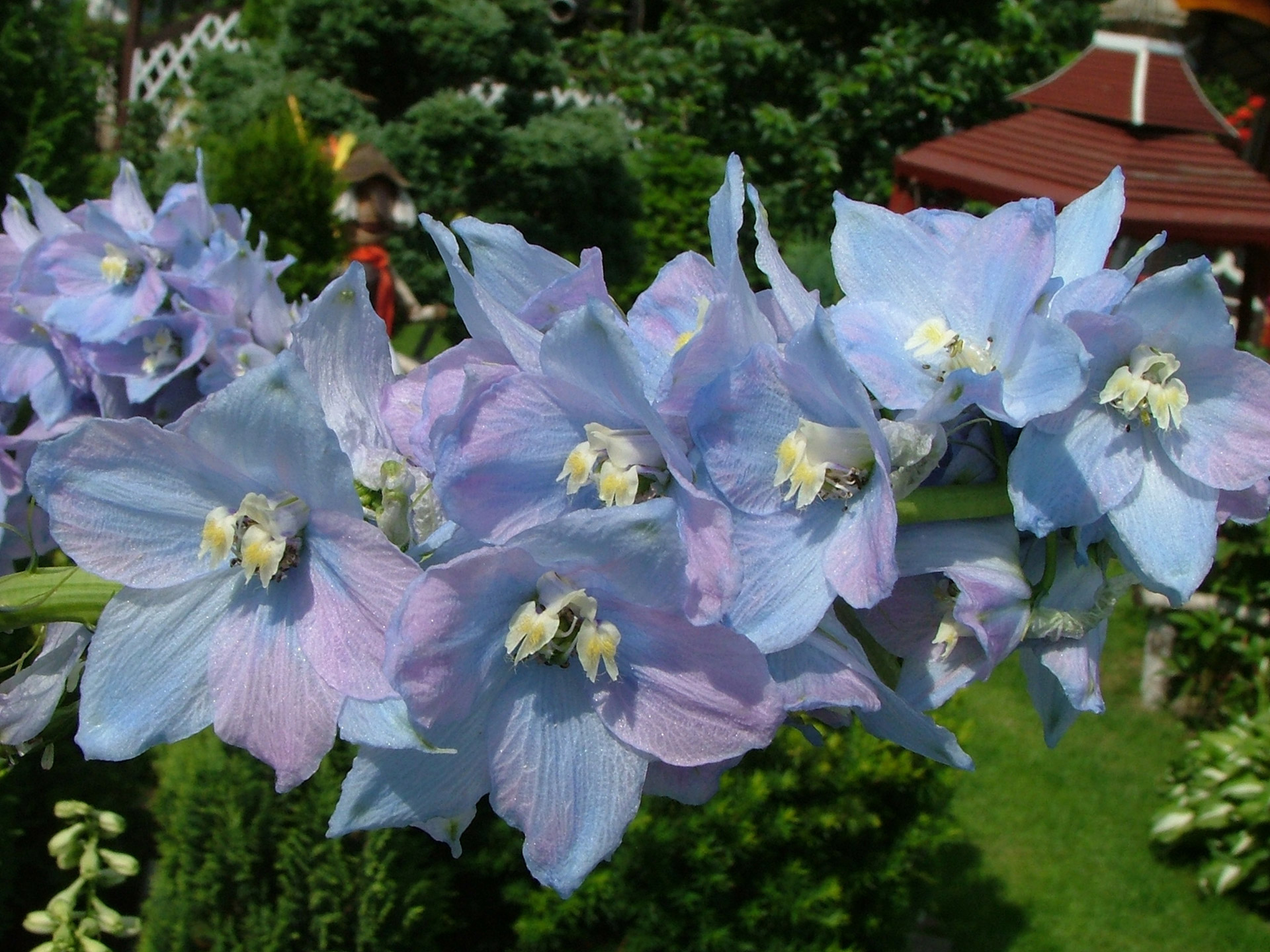 flowers blue beautiful free photo