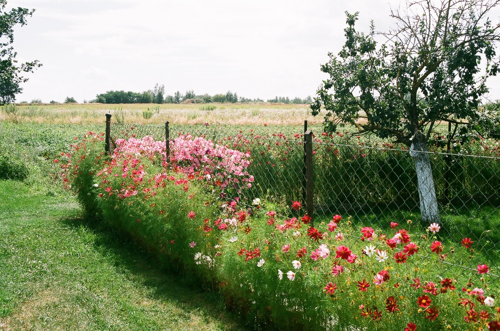 summer flowers flowers free photo