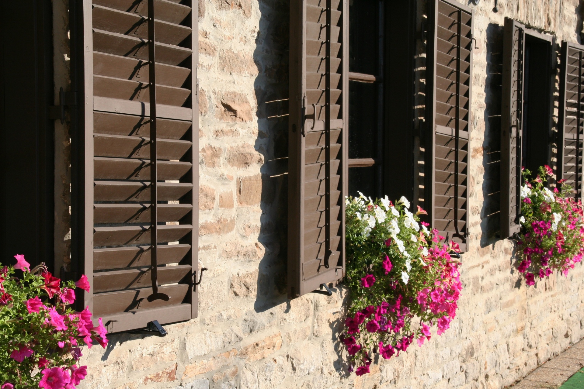 flowers window windows free photo