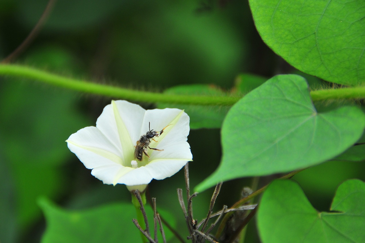 kyi cows little flower quentin chong free photo