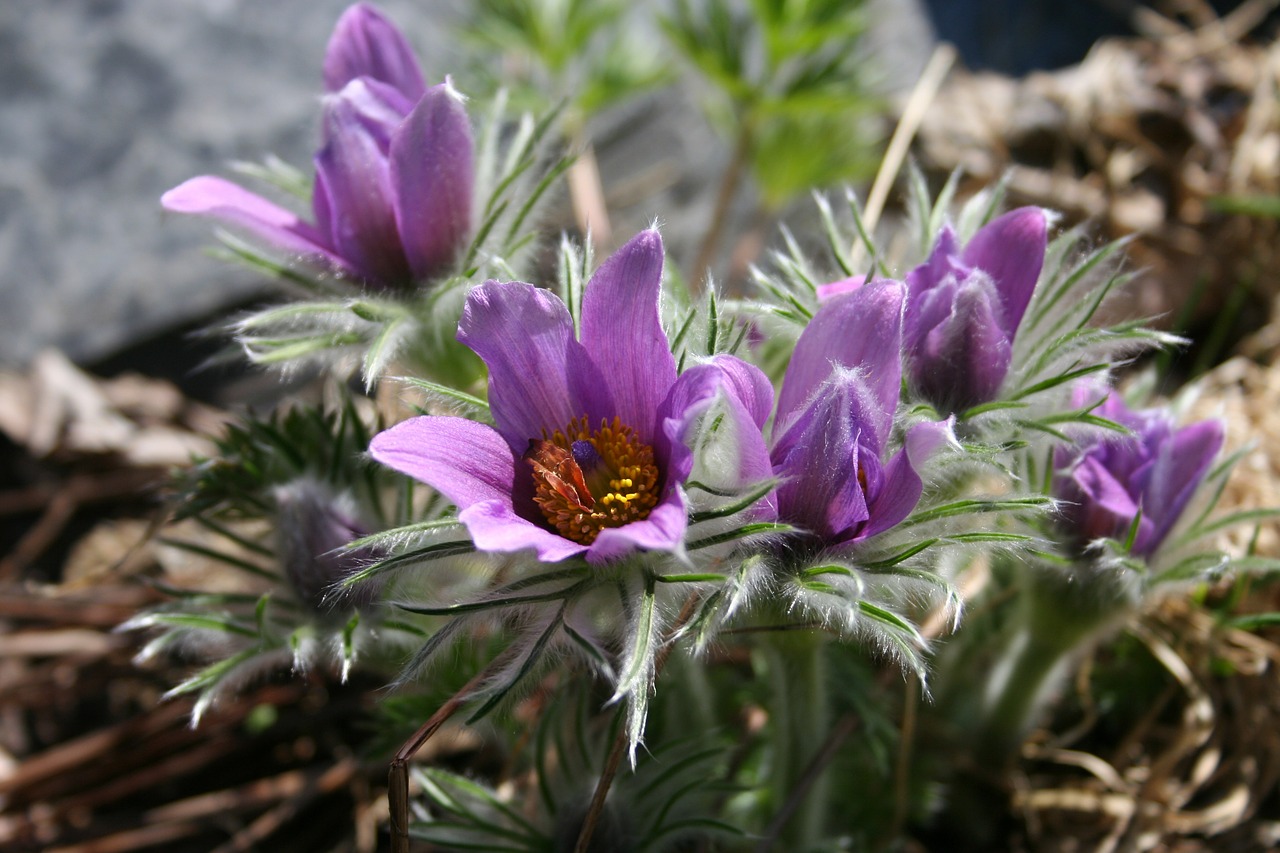 kylmänkukka flower spring free photo