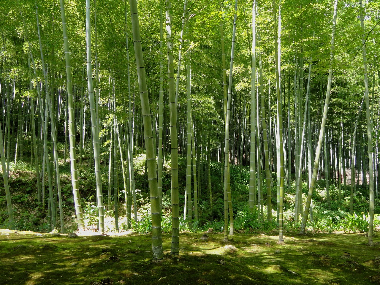 kyoto japan bamboo free photo