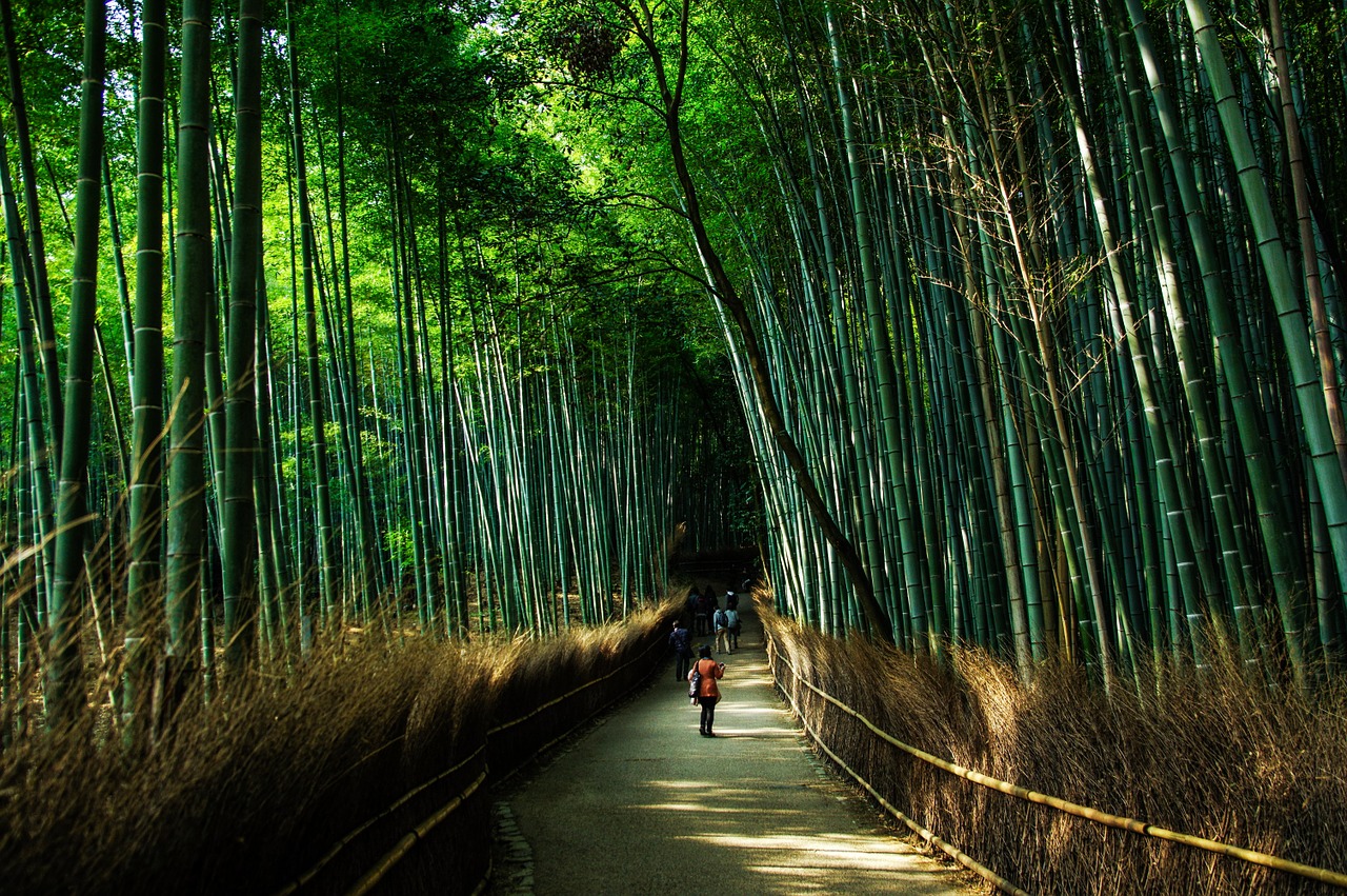 kyoto japan natural free photo