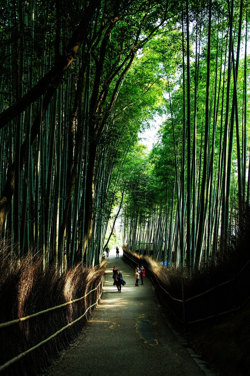 kyoto japan natural free photo