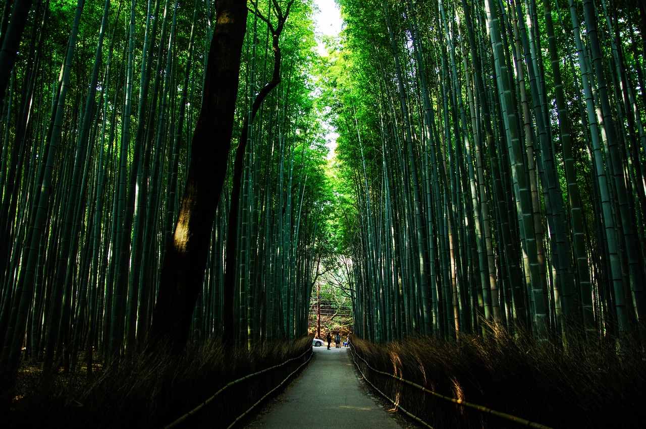 kyoto japan natural free photo