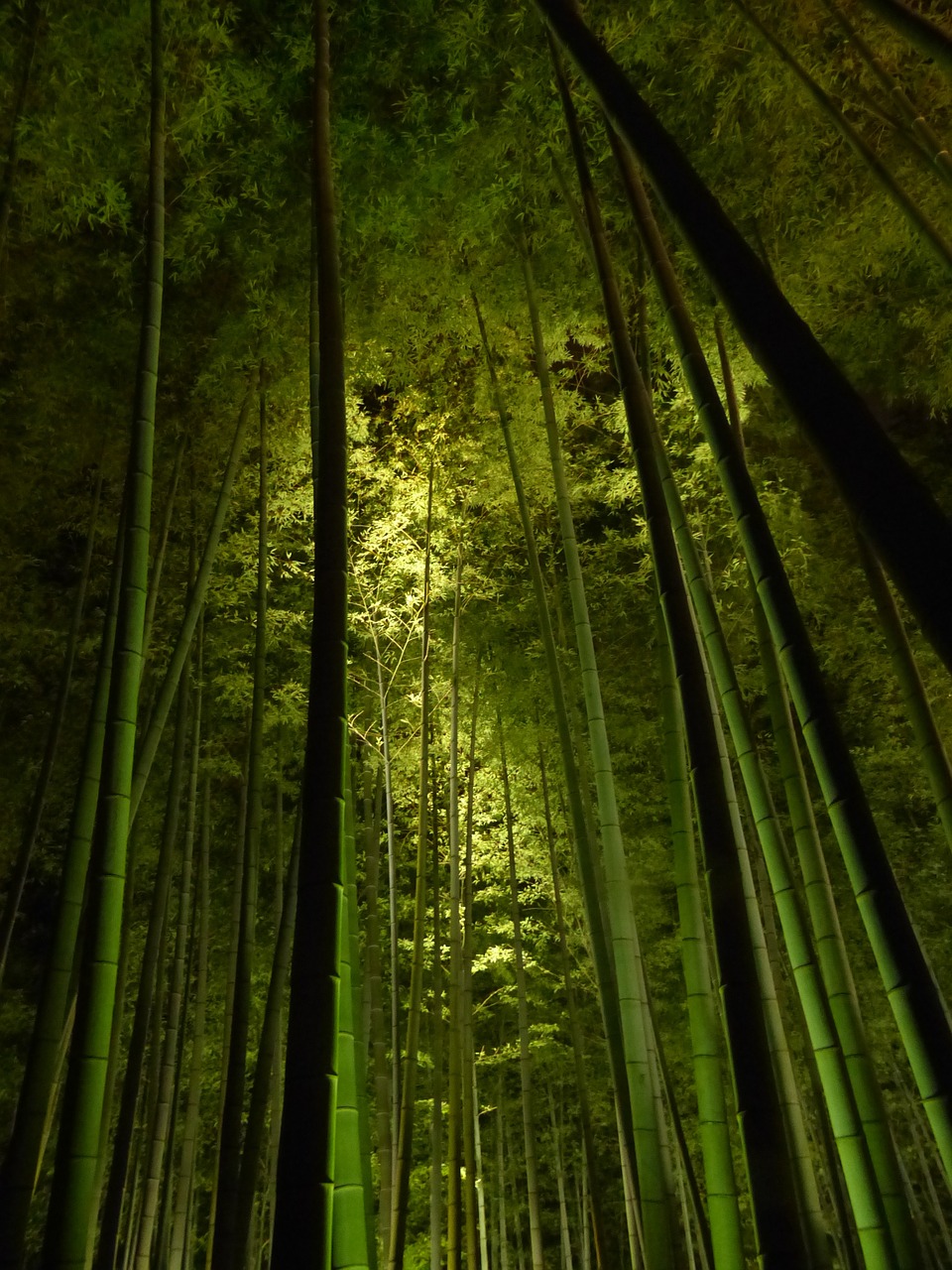 bamboo forest kyoto kodai-ji temple free photo