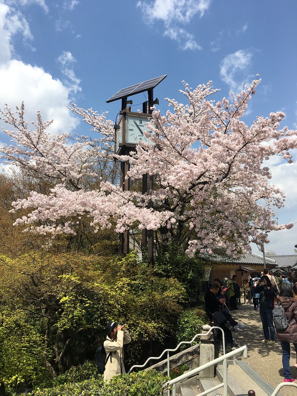 kyoto kiyomizu cherry blossom free photo