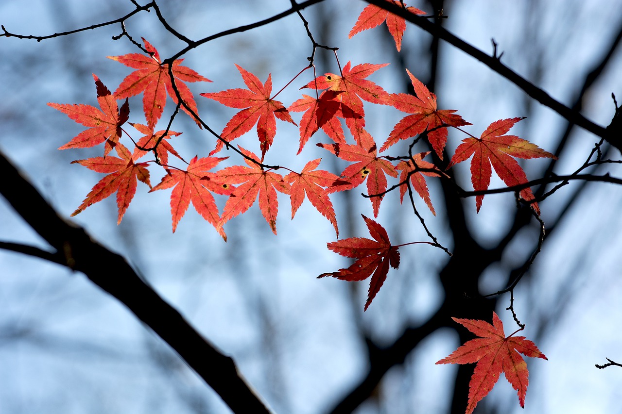 kyoto red leaves desktop free photo