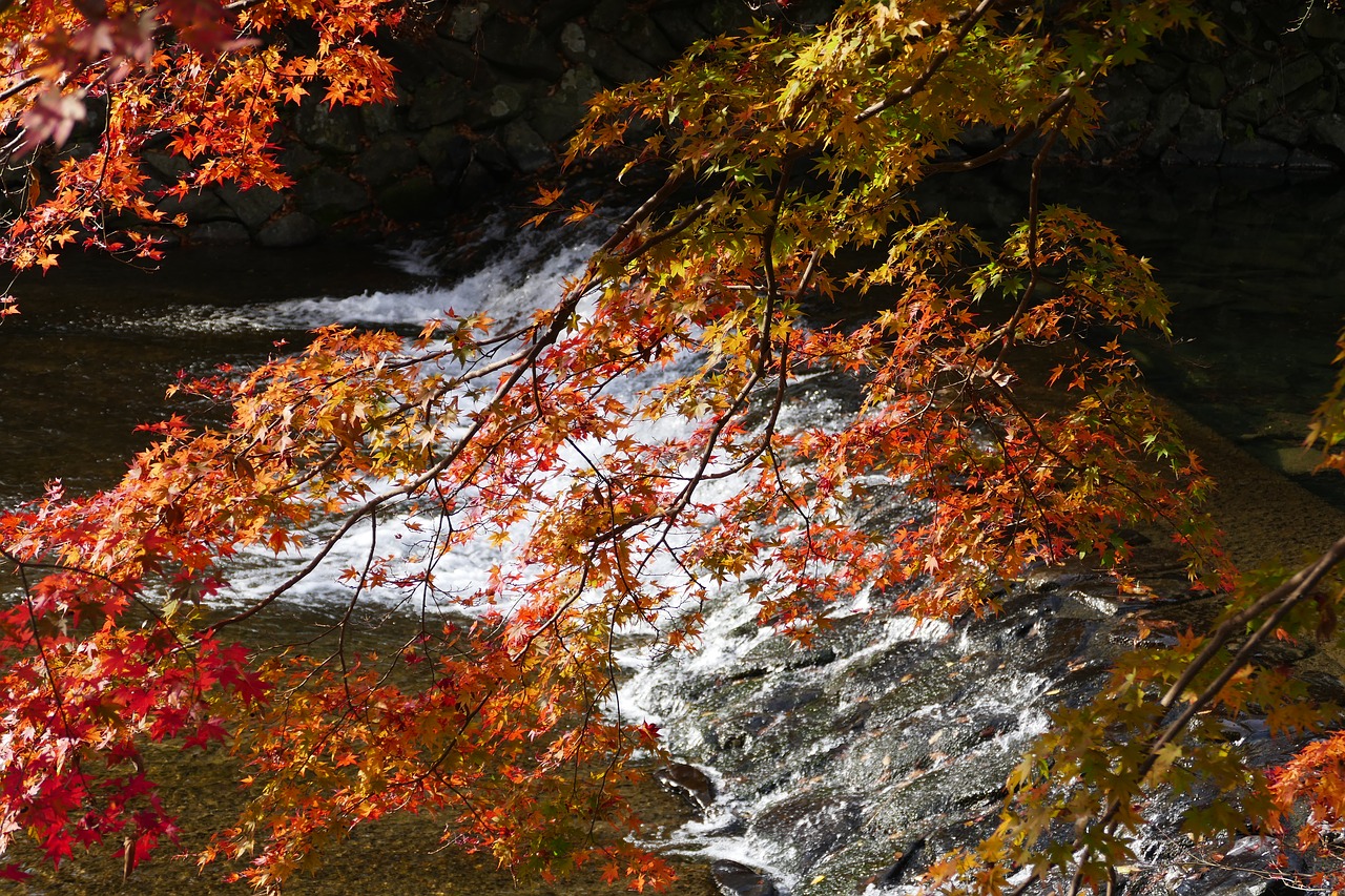 kyoto  foliage  autumn color free photo