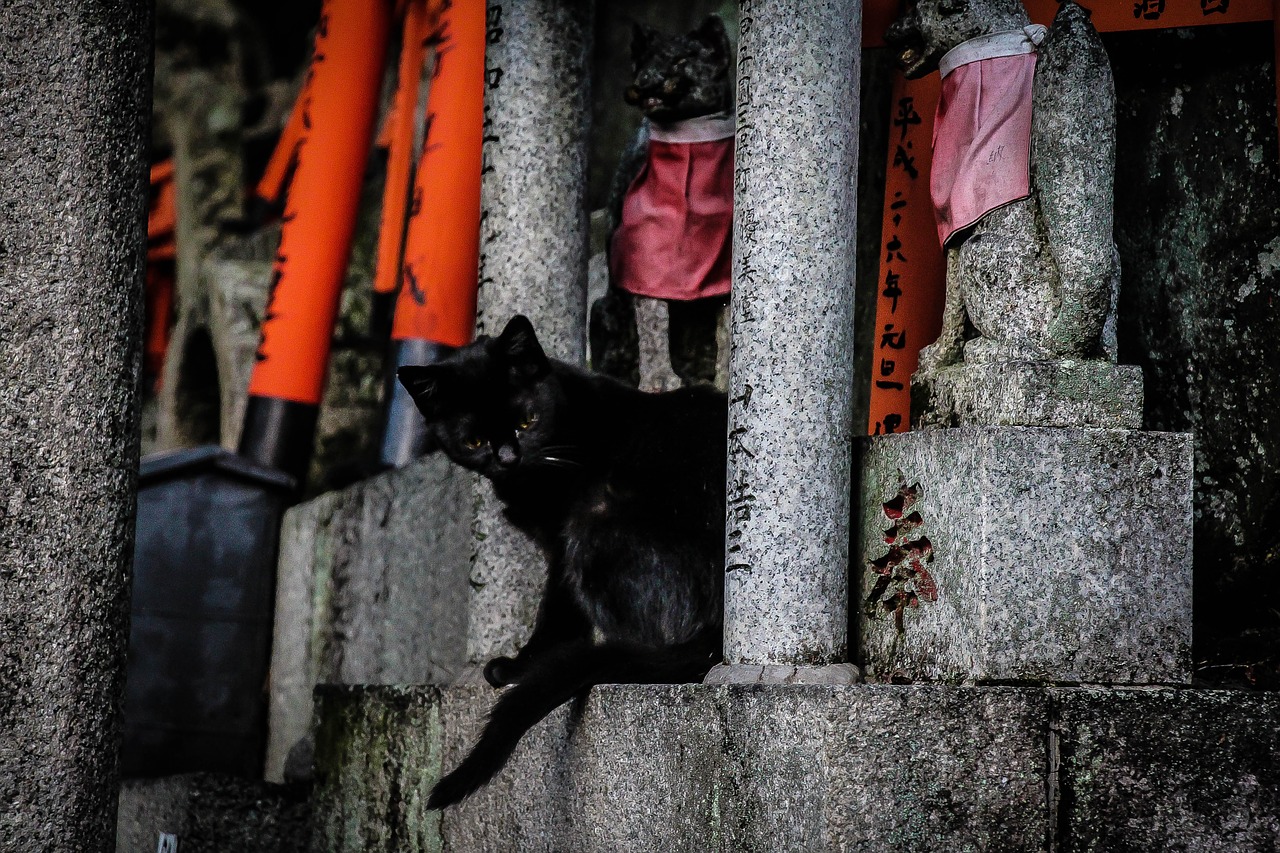 kyoto  cat  temple free photo