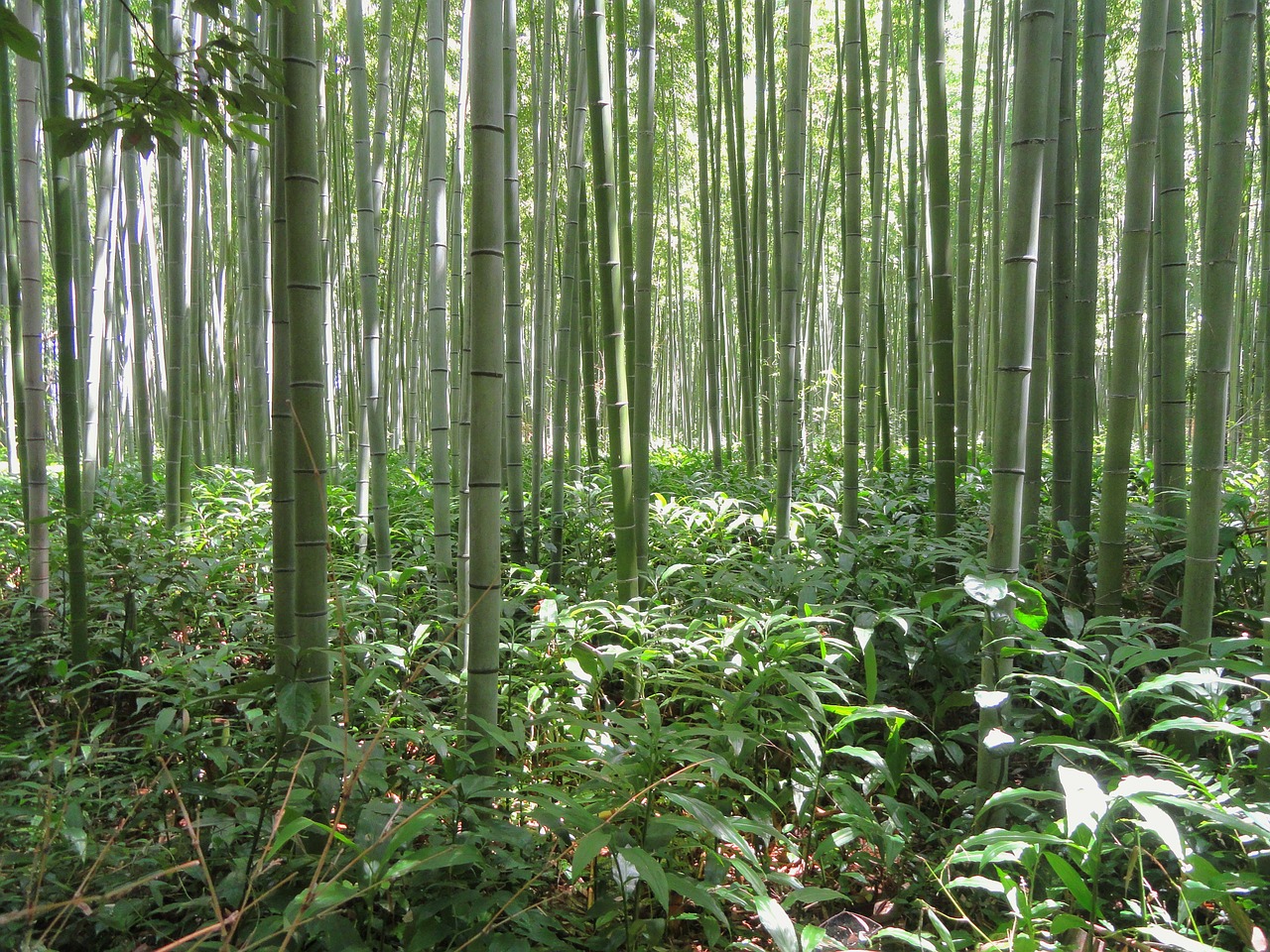 kyoto japan bamboo free photo