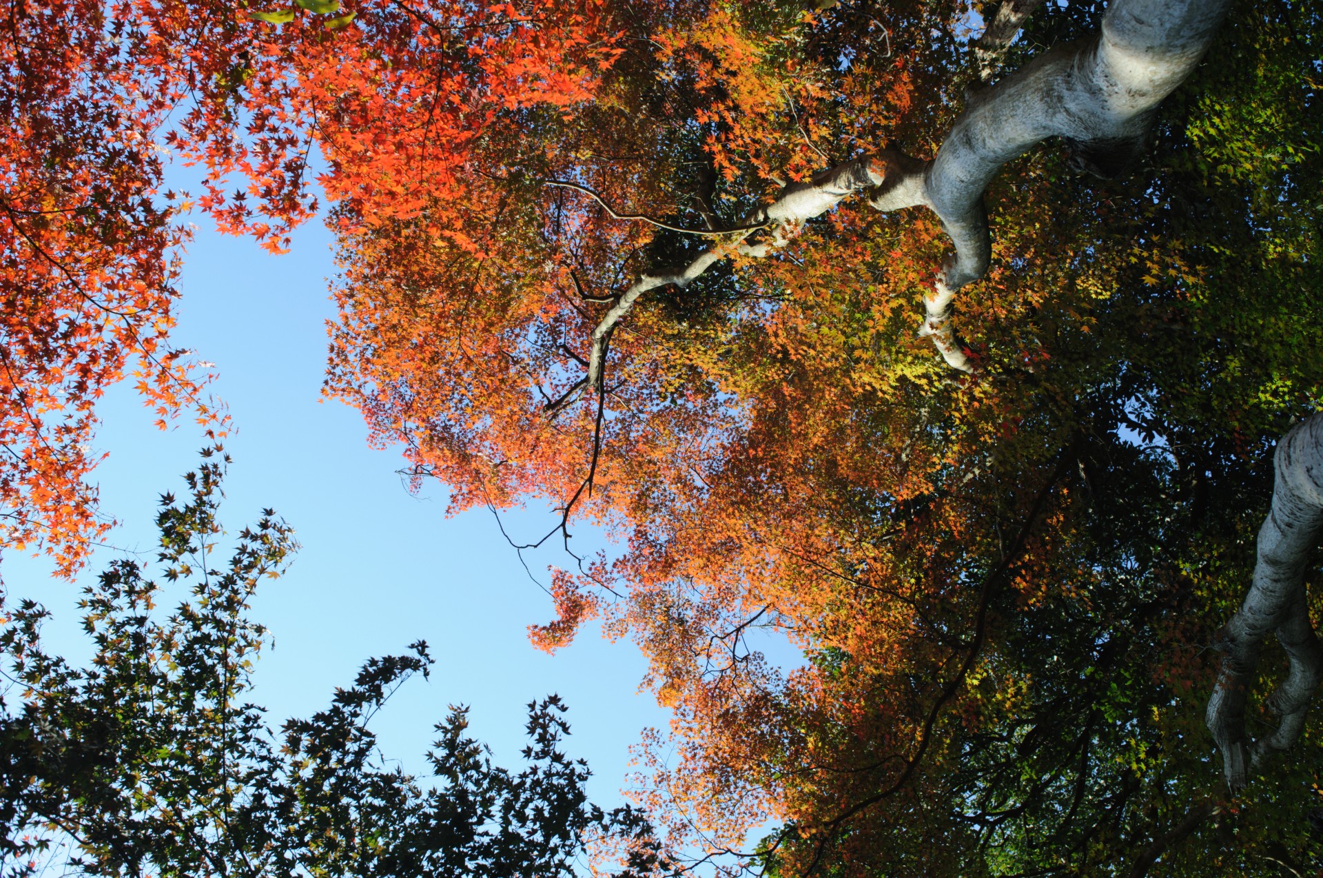 kyoto momiji autumn free photo