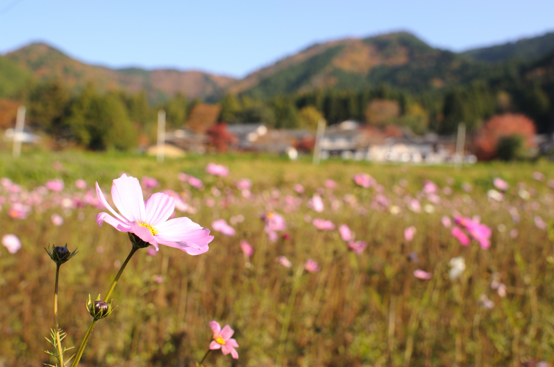 japan kyoto flower free photo