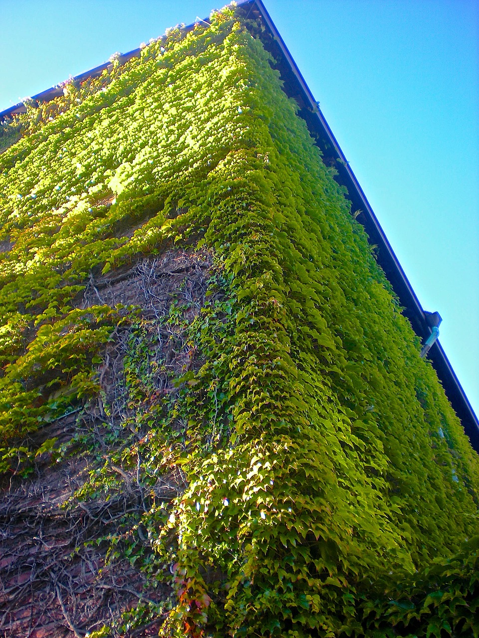 kyrkfasad climbing plant green free photo