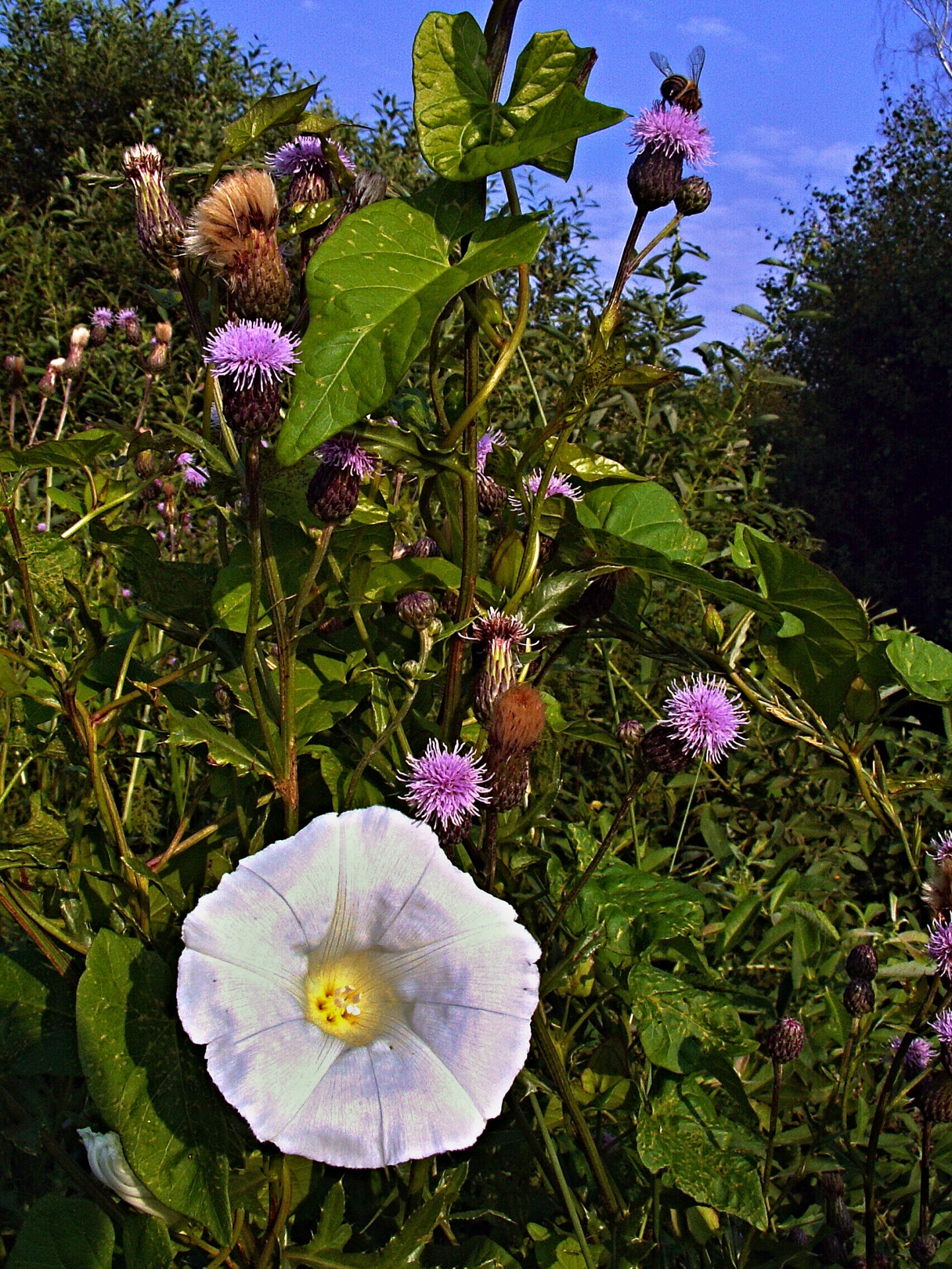 flowers bindweed thistle free photo